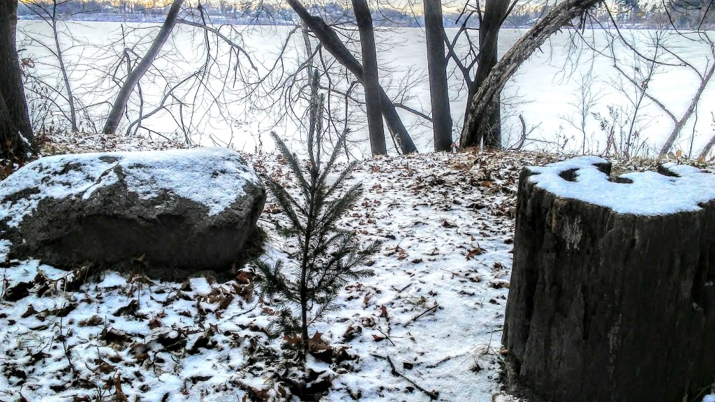 Rock, young tree, stump.