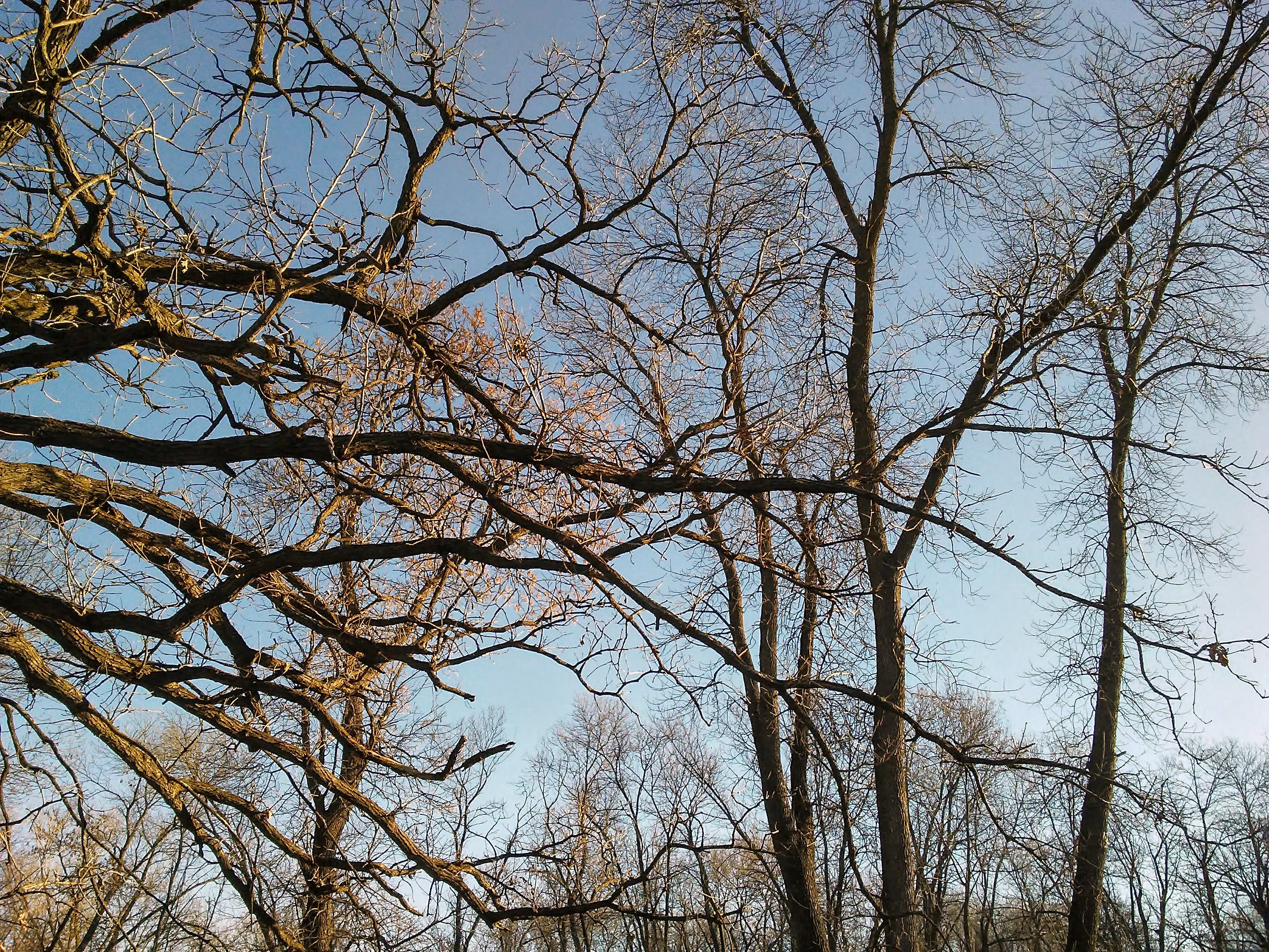 Horizontal oak branches and vertical trunks of ash trees.