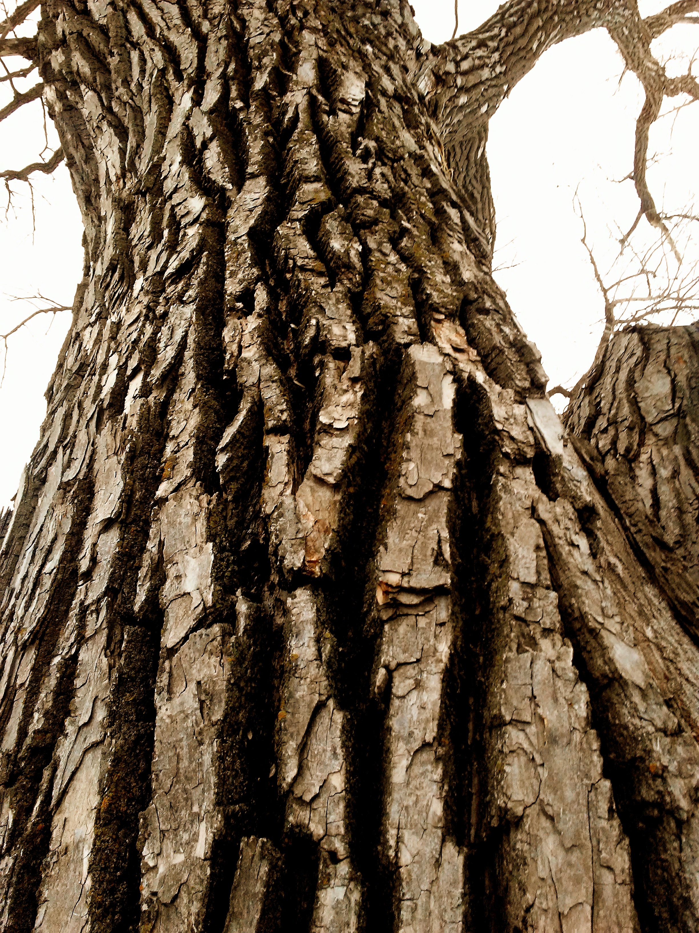Powerful looking tree