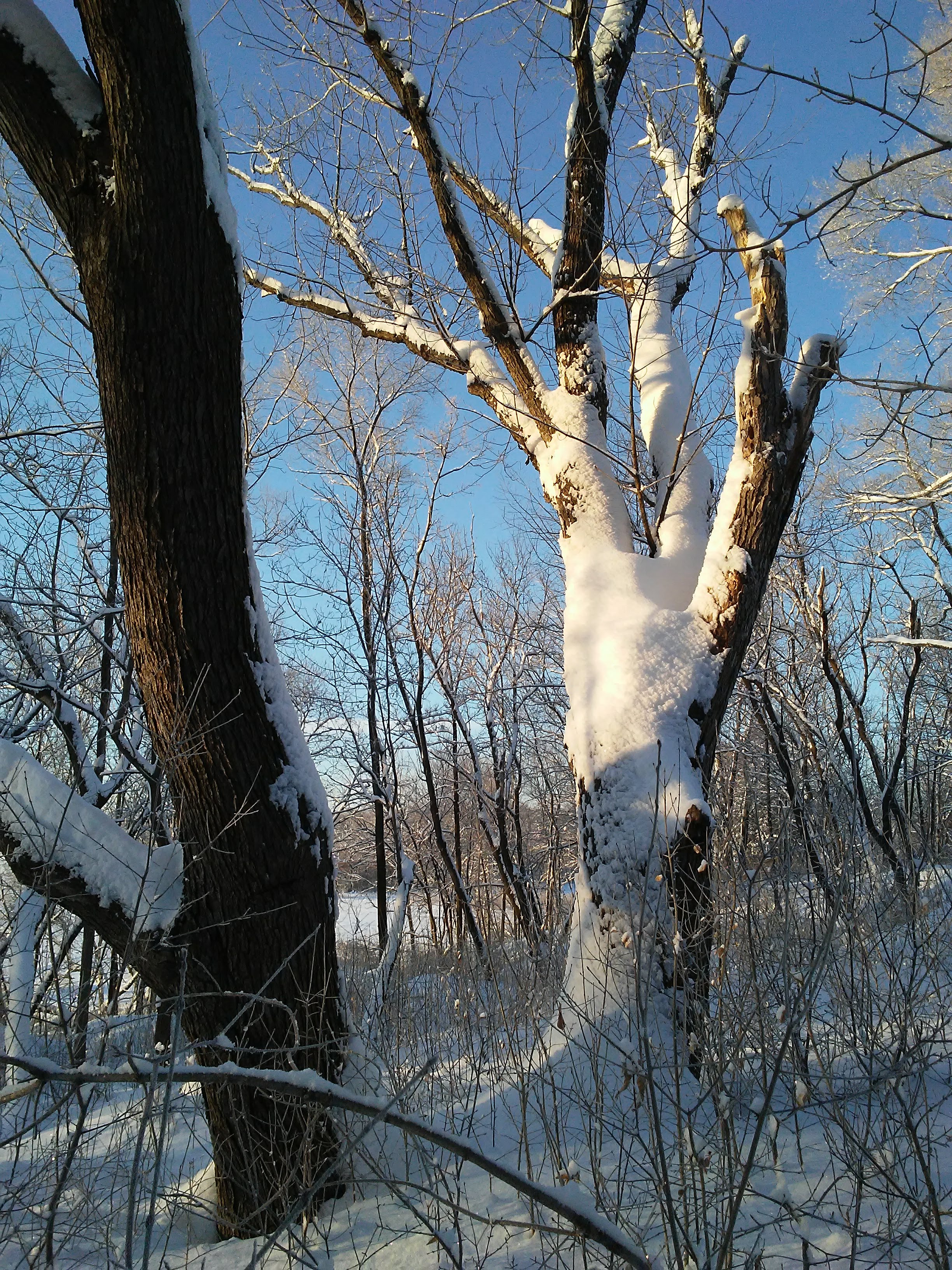 two trees: one snow covered and in sunlight. the other is plain bark and in shadow. contrast