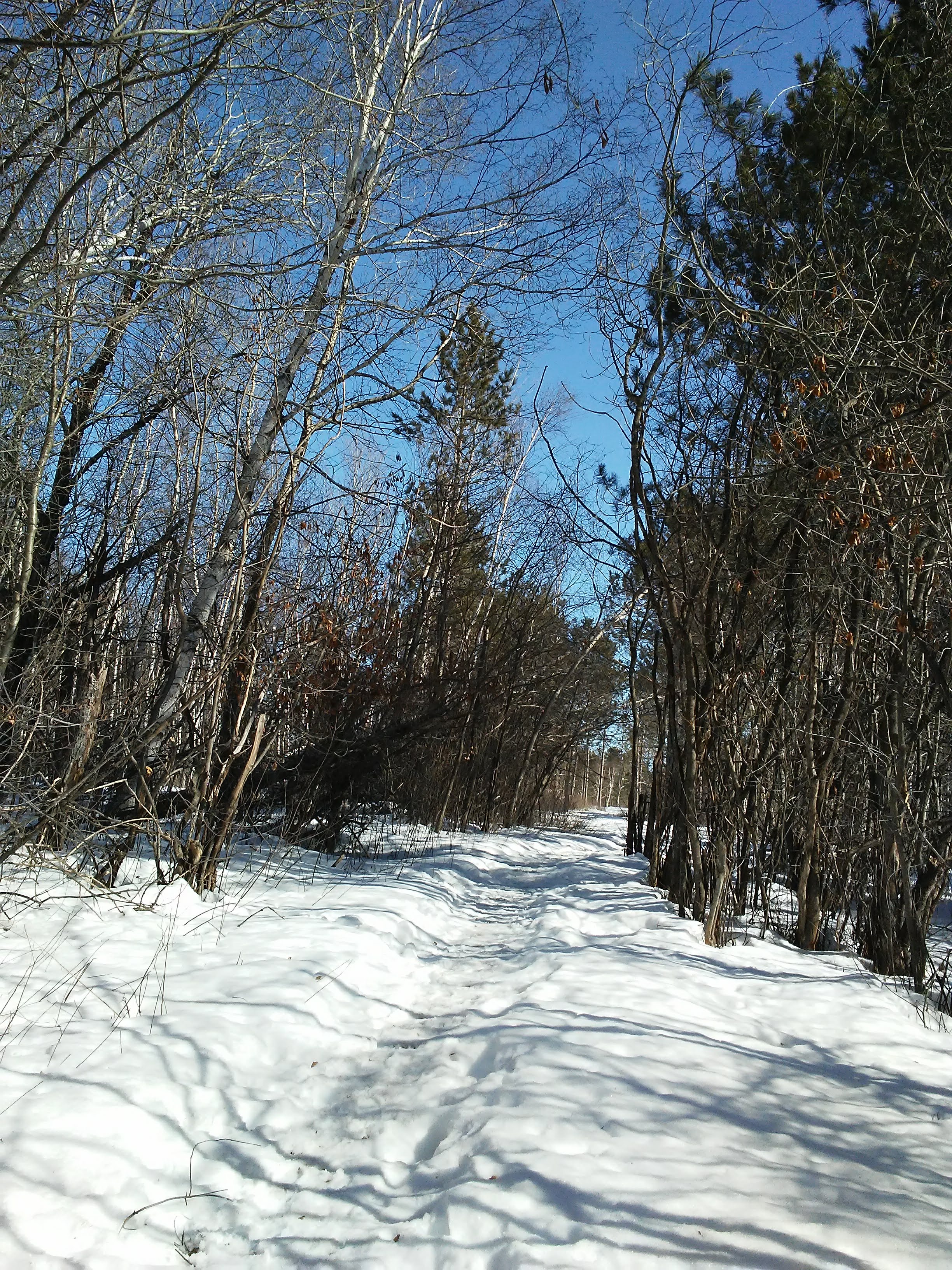Walking path in snow through woods