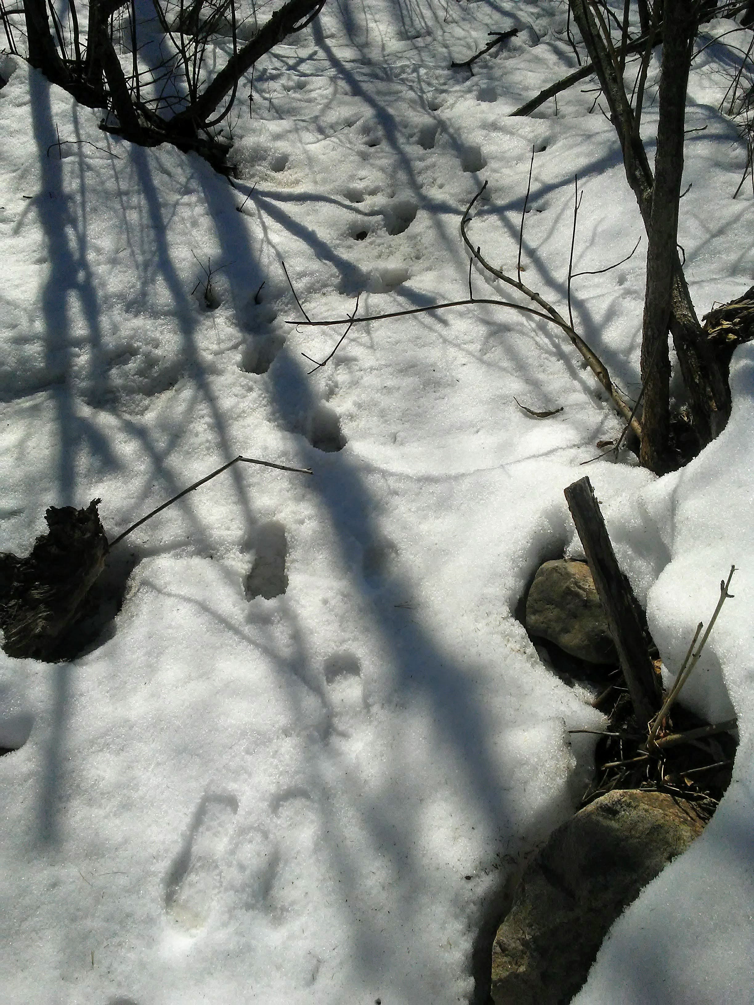 footprints and branches in snow
