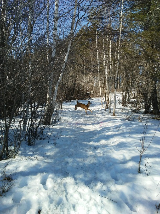 deer running across a snowy path in the woods