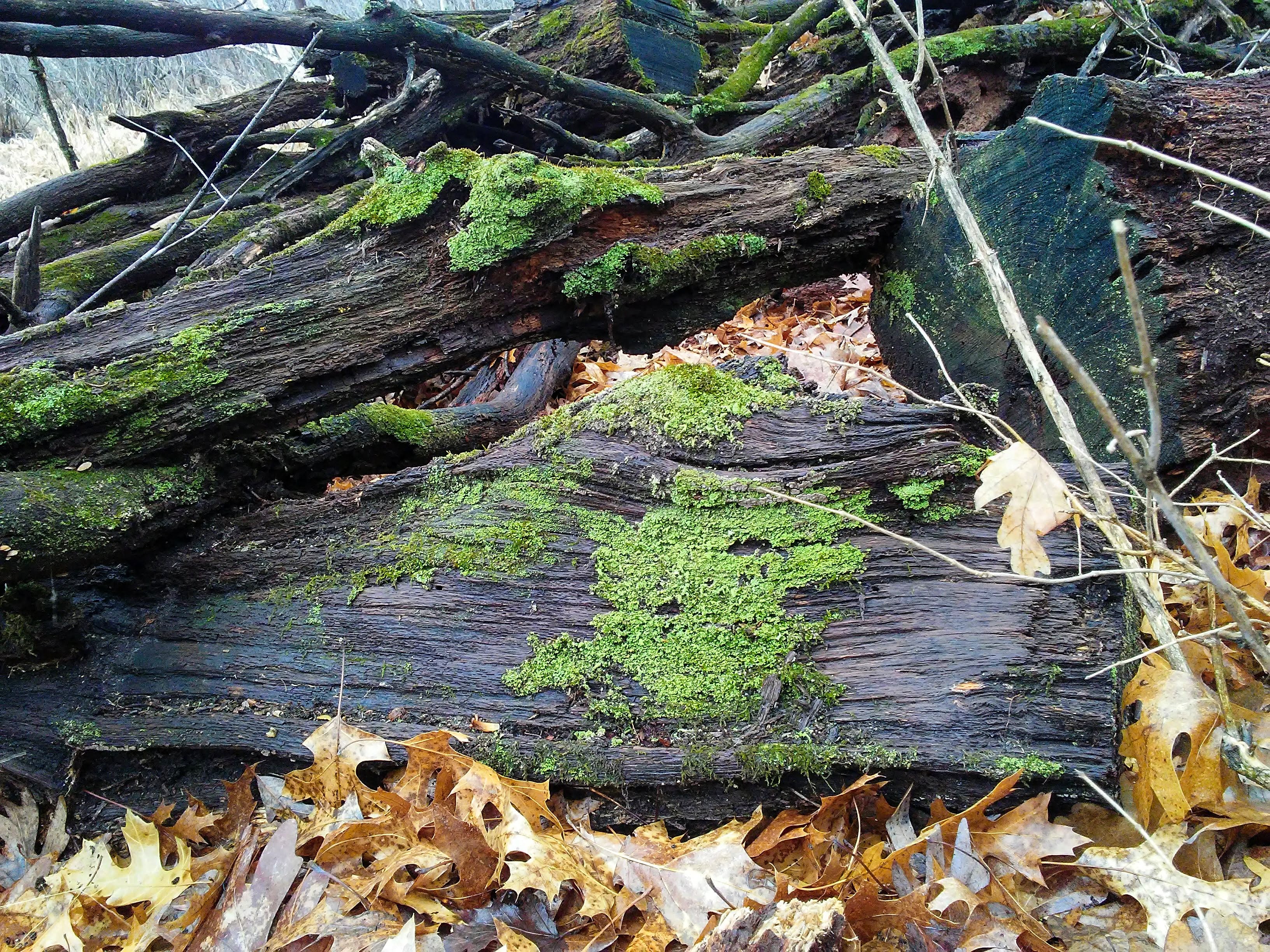 logs and moss and leaves