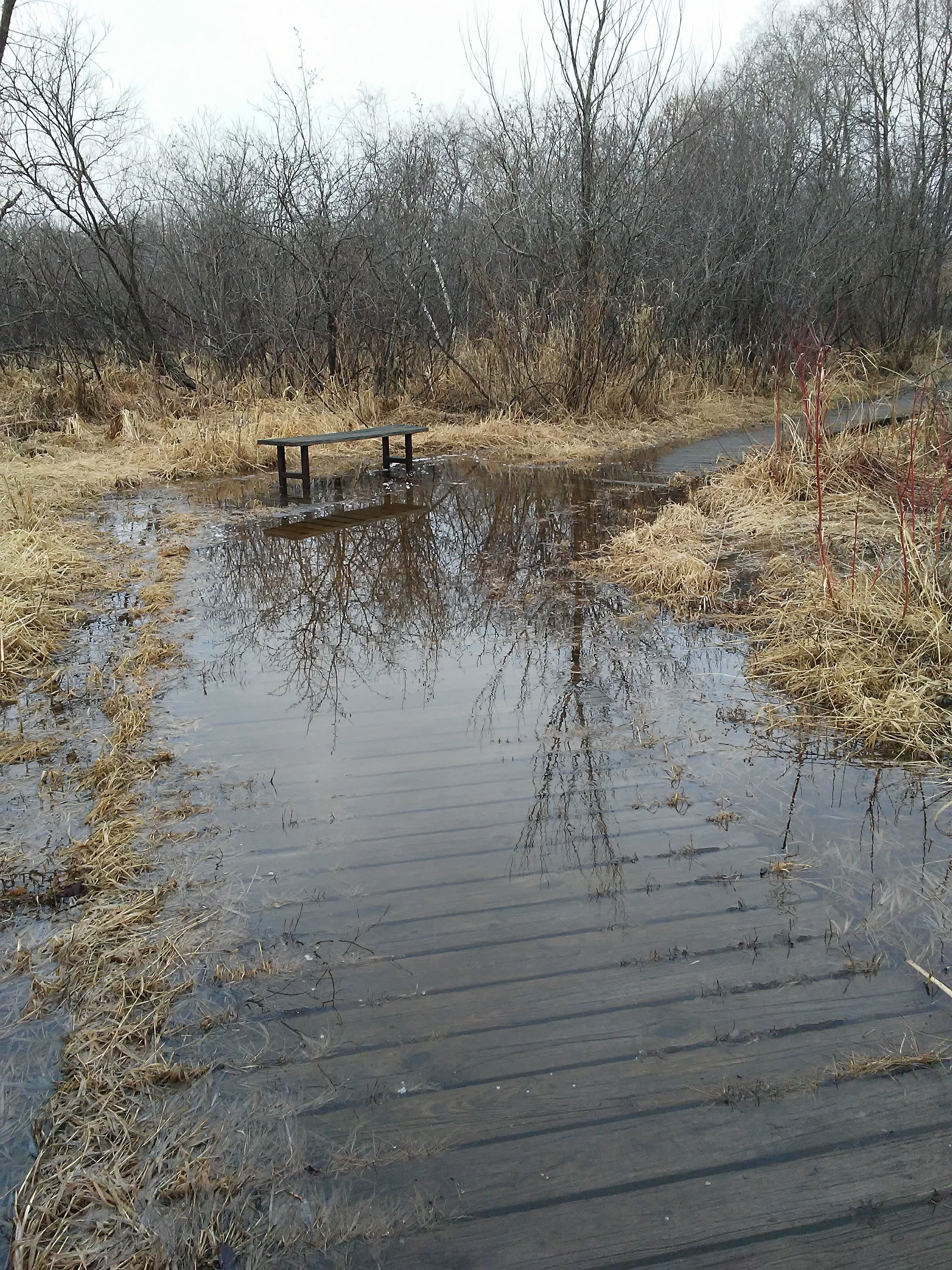 a bench and a boardwalk that is partly underwater. trees in background
