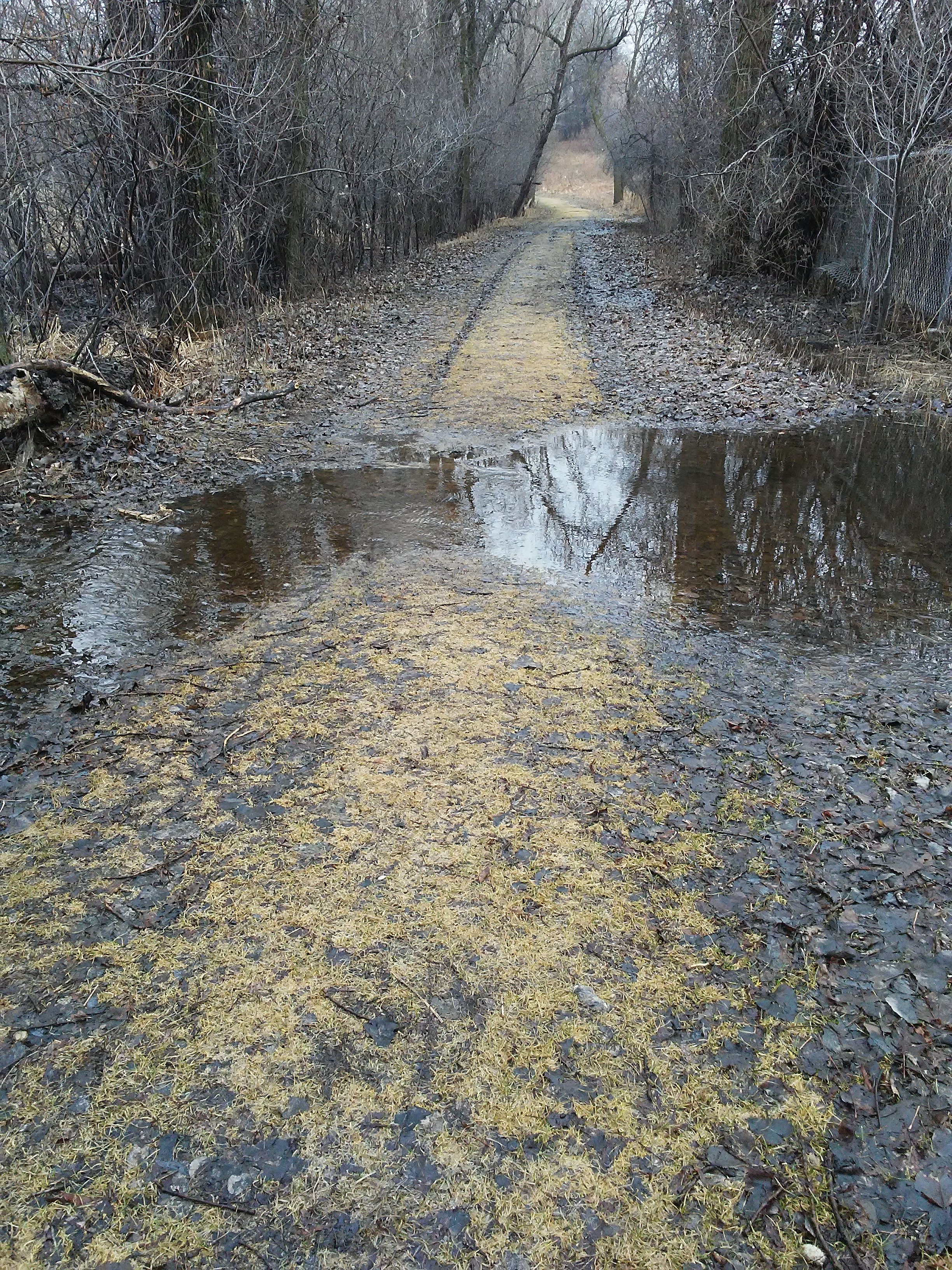 water going across a tree lined path in early spring. All is gray and tan and brown