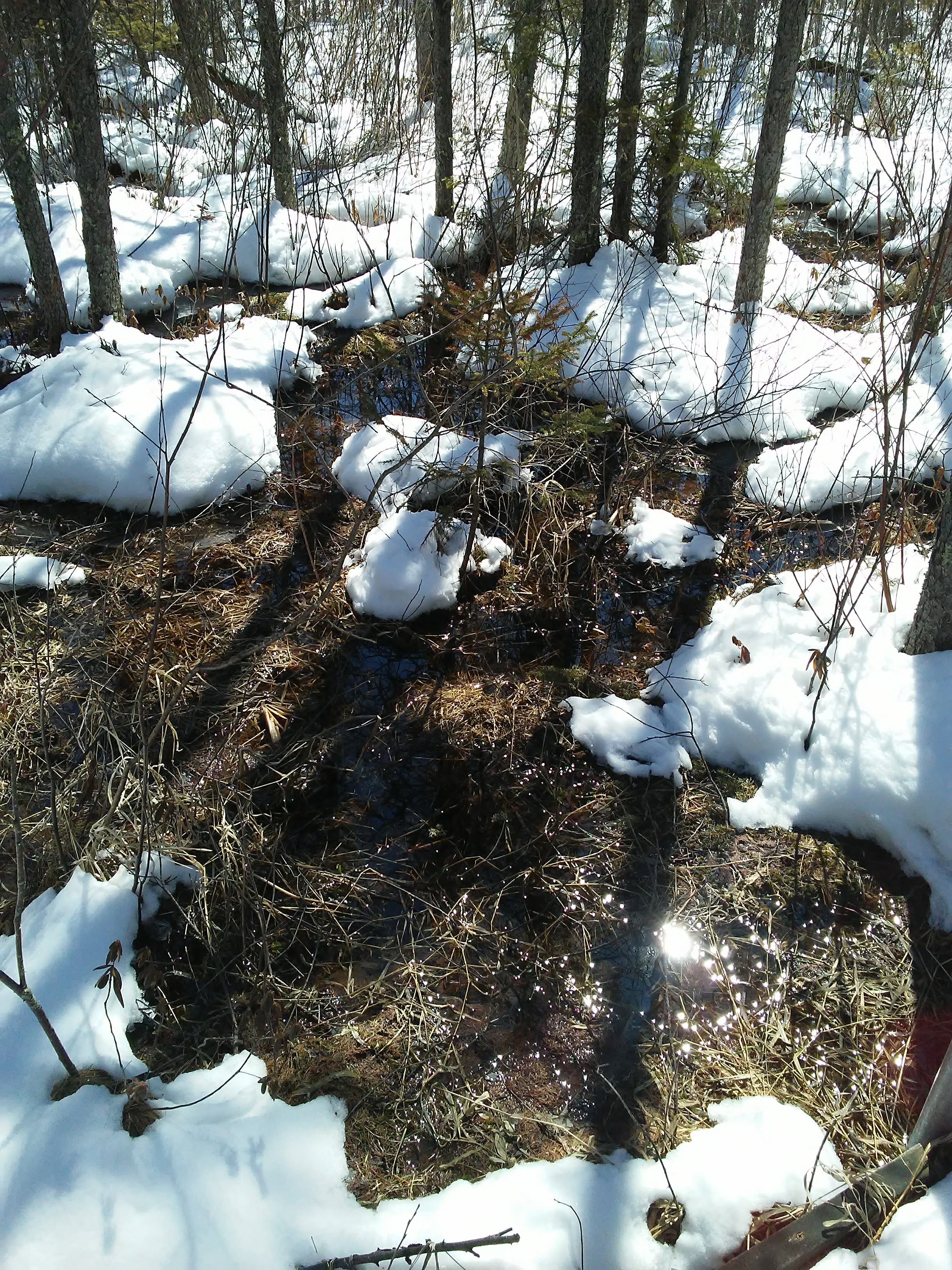 Melting snow in the woods