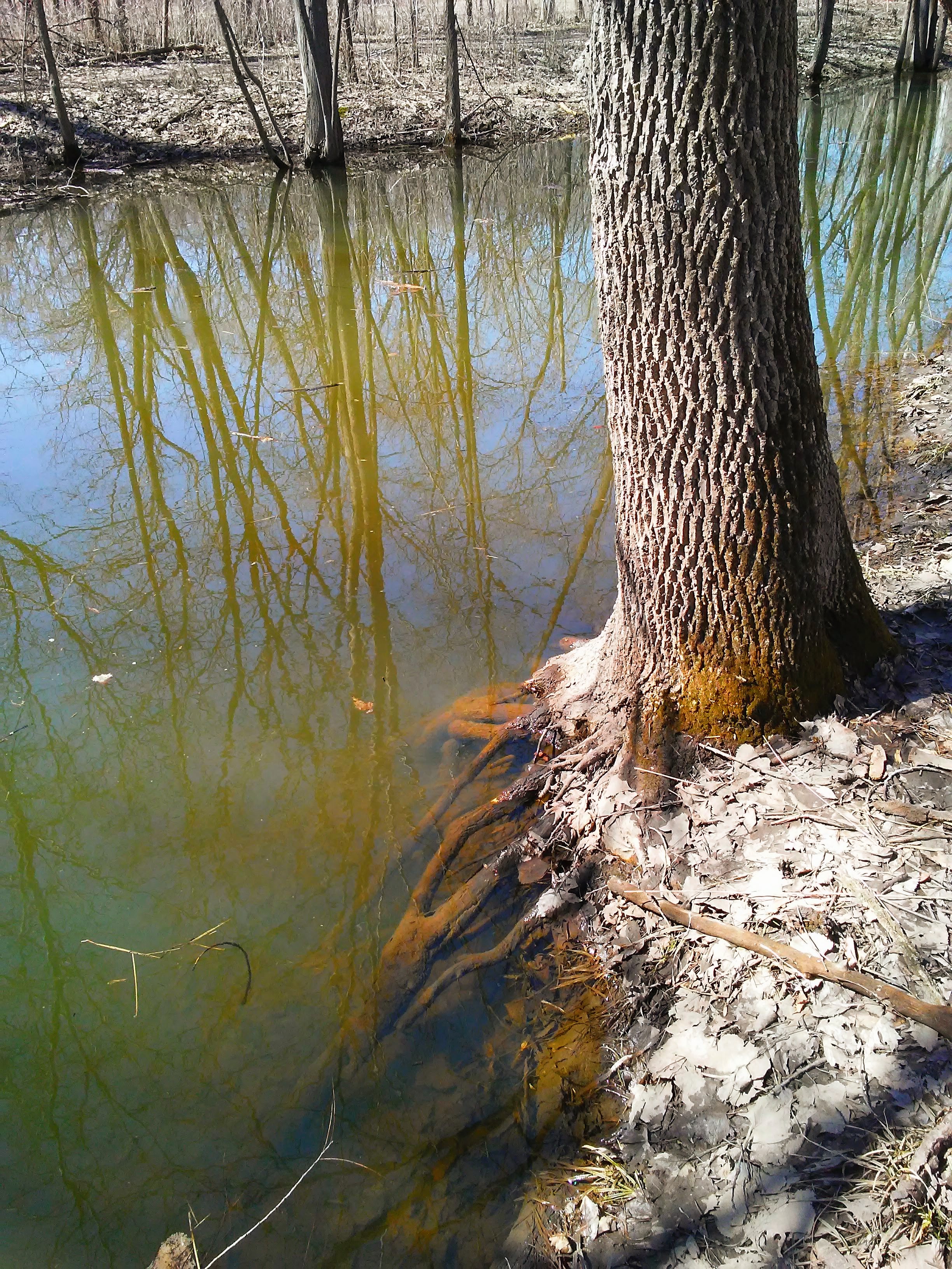 the trunk of a tree next to a river with exposed roots in the green water