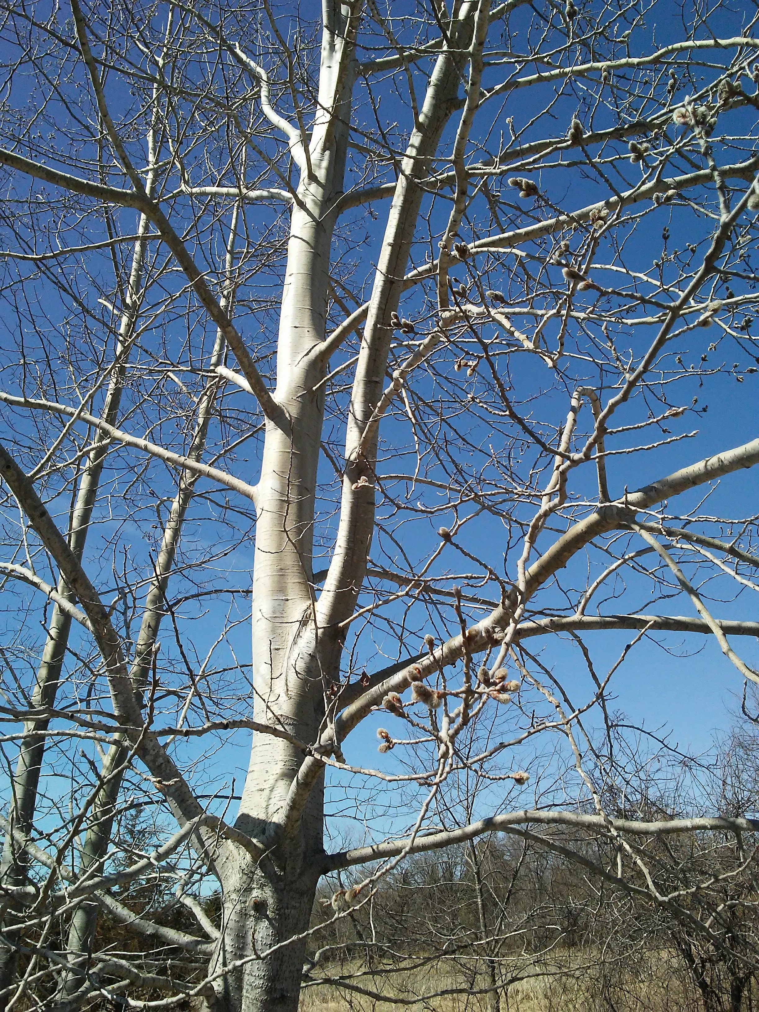 tree with white bark against a blue sky