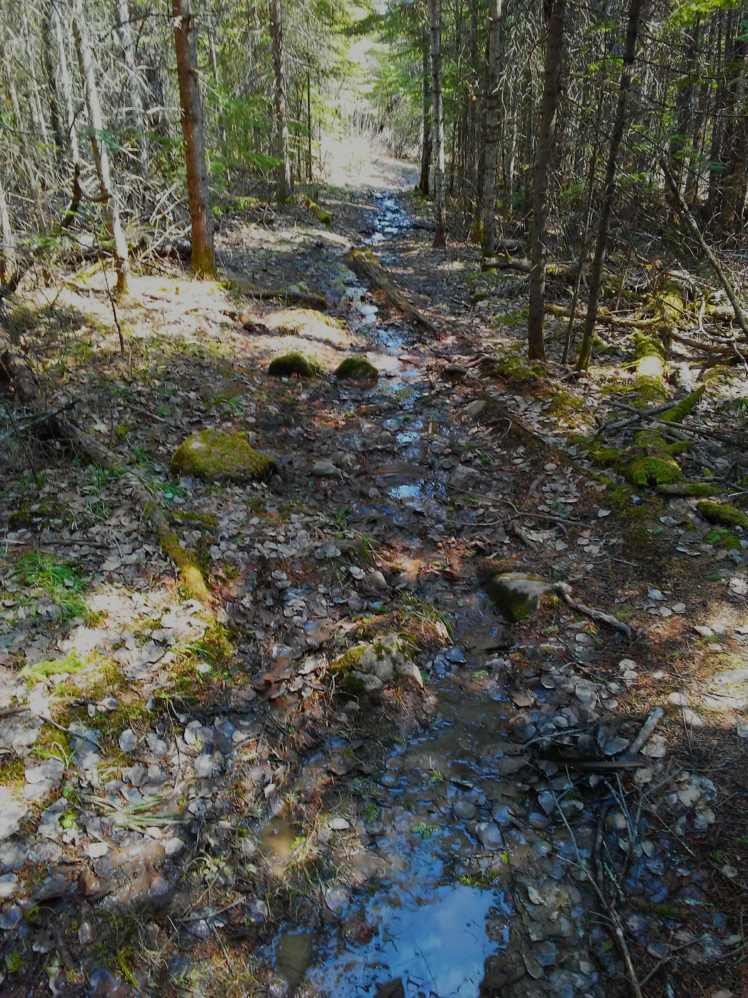 A path in the woods with puddles.