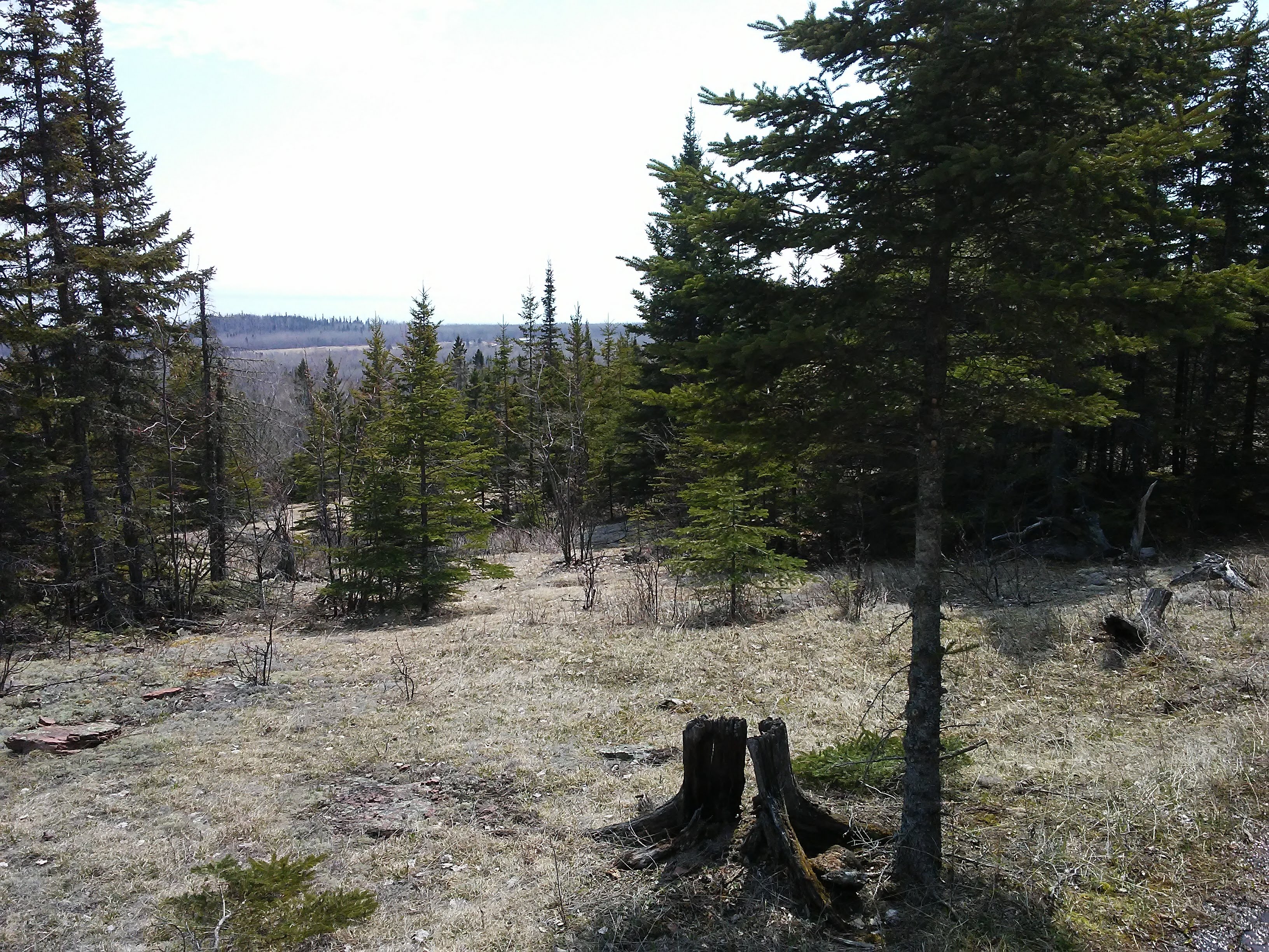 A meadow with trees and an old stump and a view of distant trees.