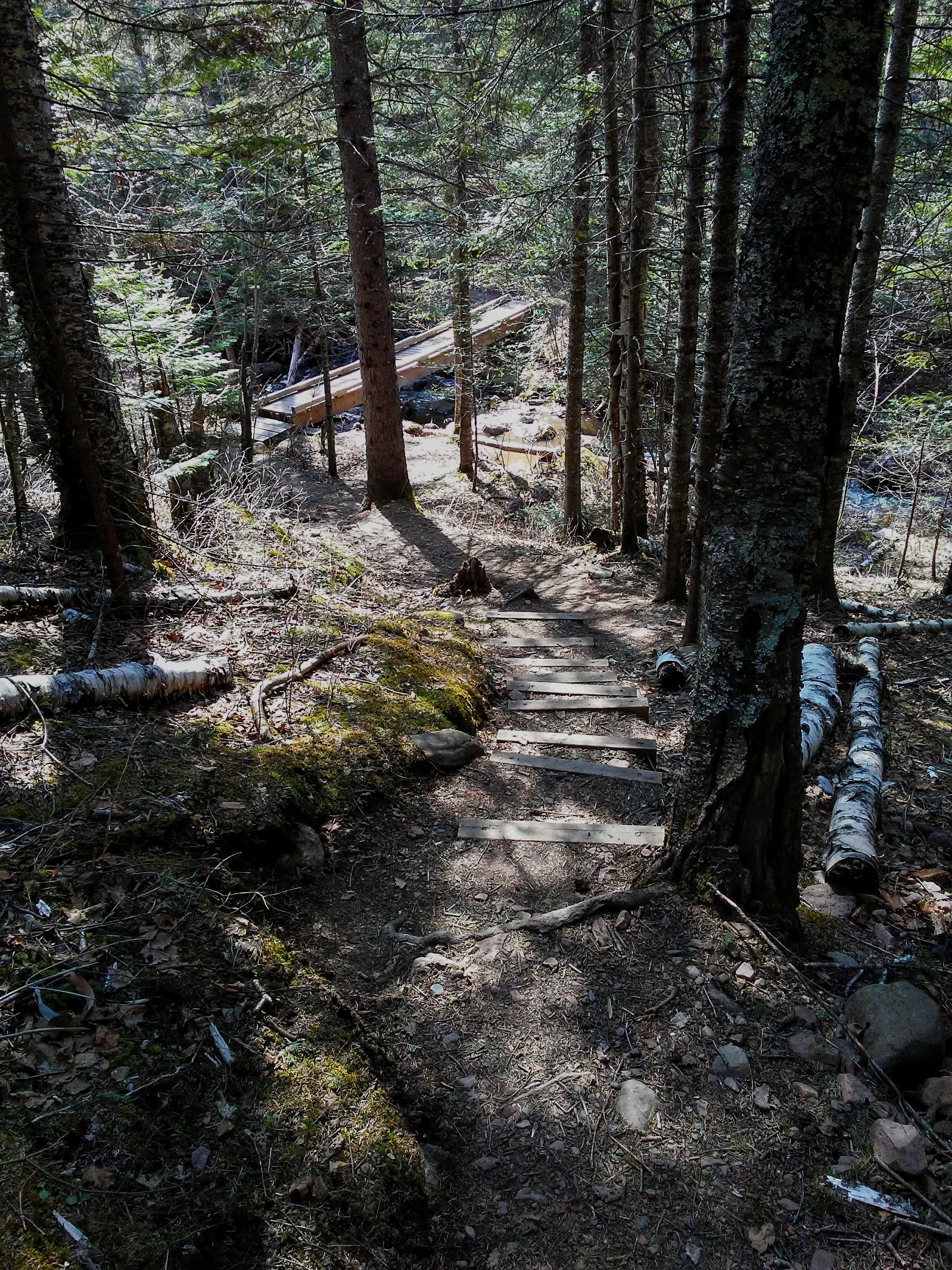 Steps leading down into the woods to a footbridge over a stream.