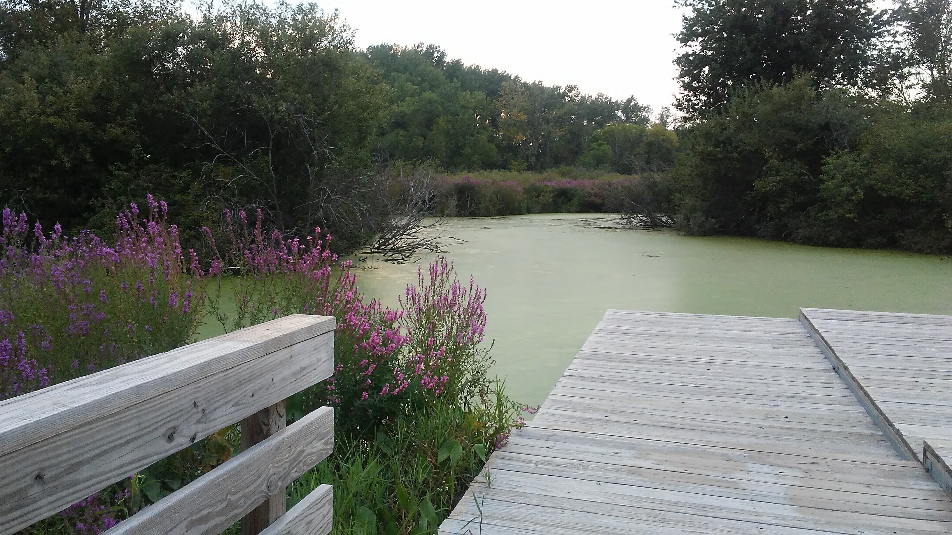 purple flowers, a deck, algae covered lake with trees in background