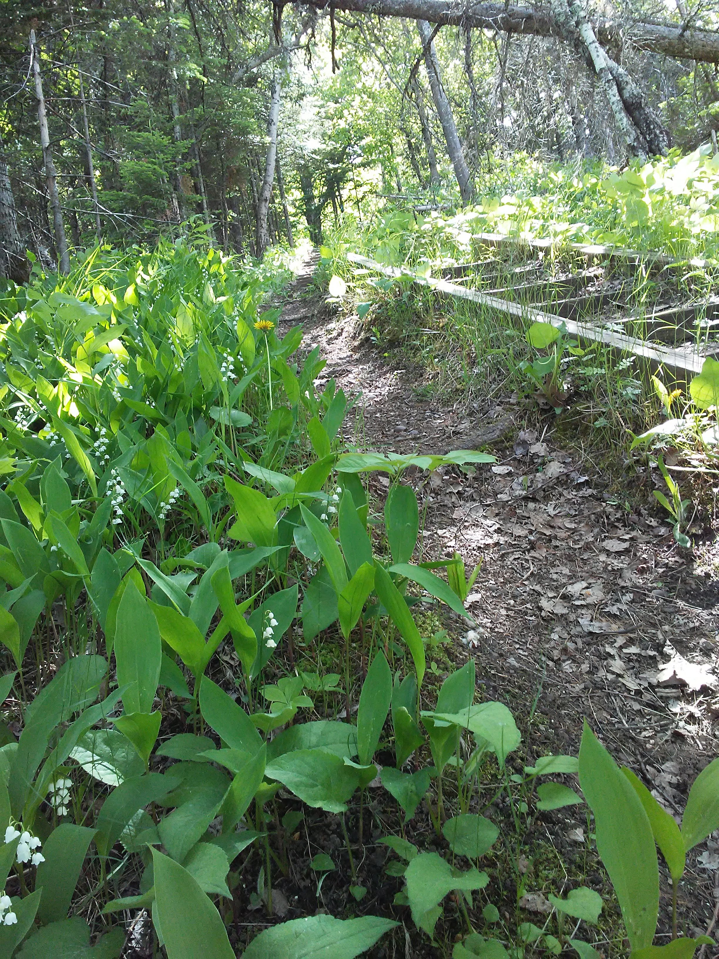 lily of the valley and wood steps on a trail in the woods