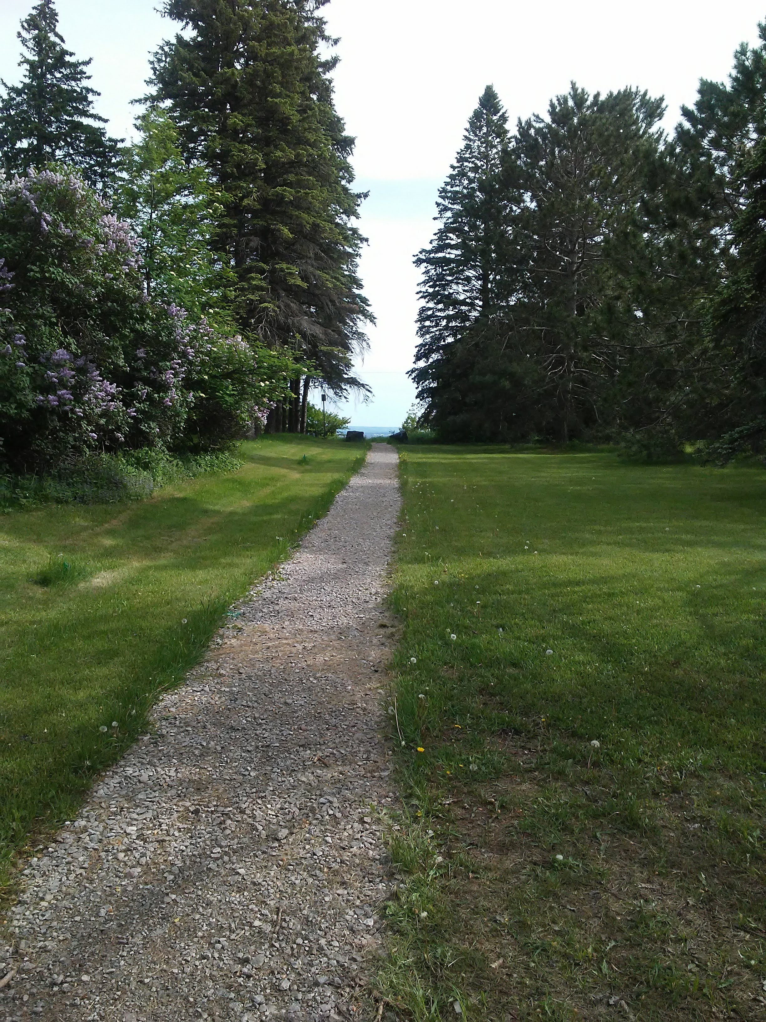 Rock path through a mowed lawn with a lilac bush and pine trees.