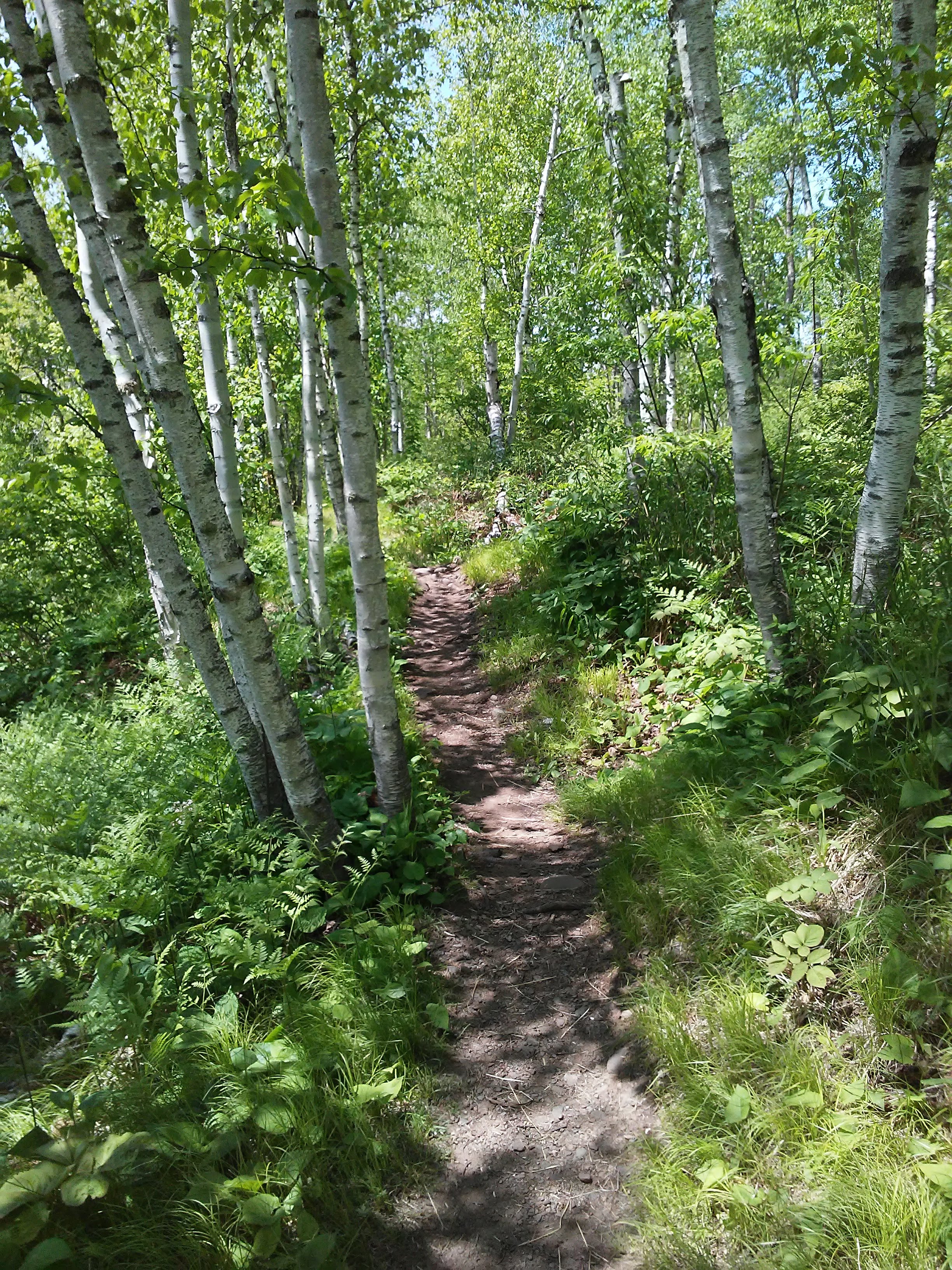 birch trees along a dirt path