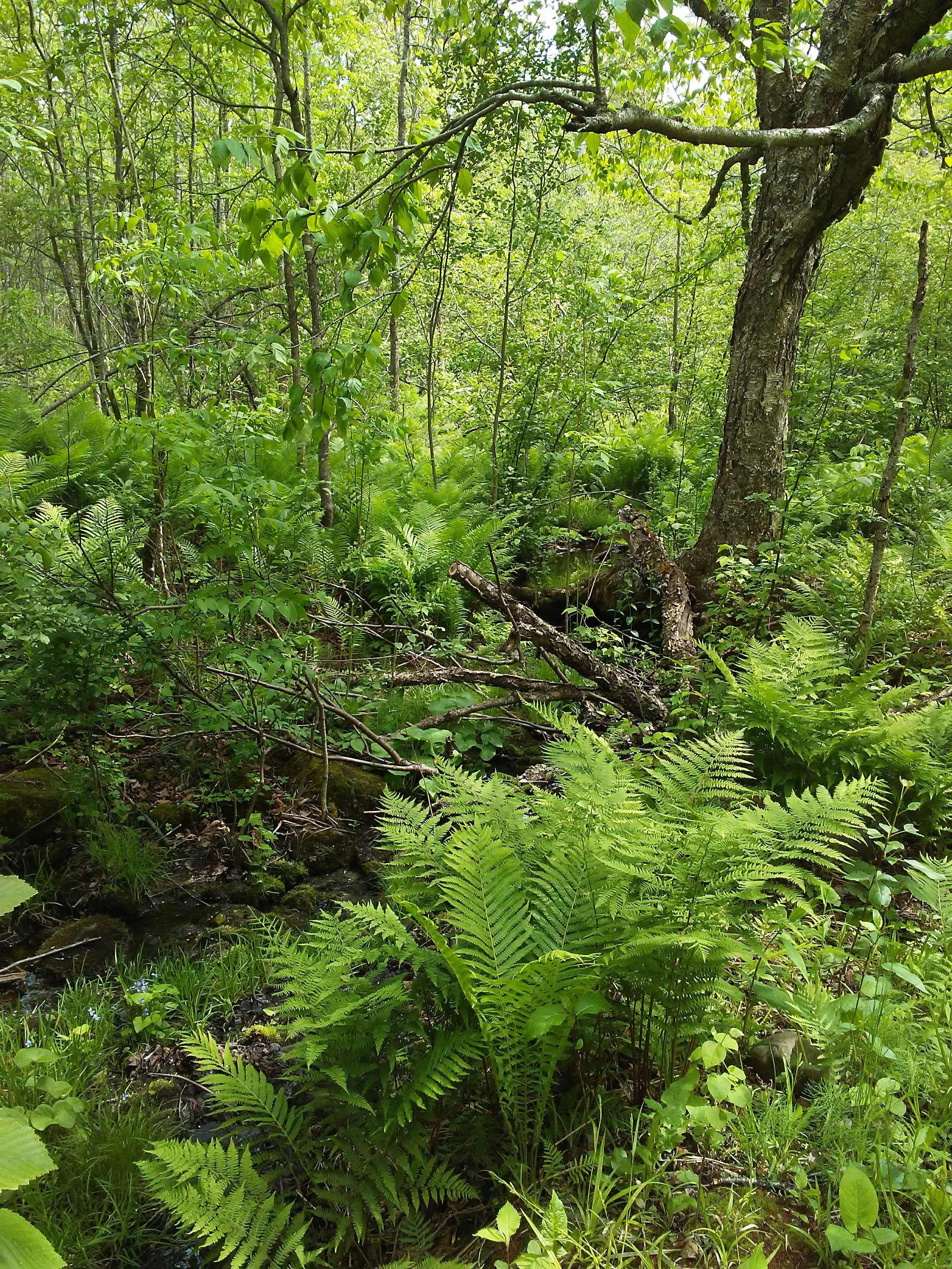 ferns in the woods