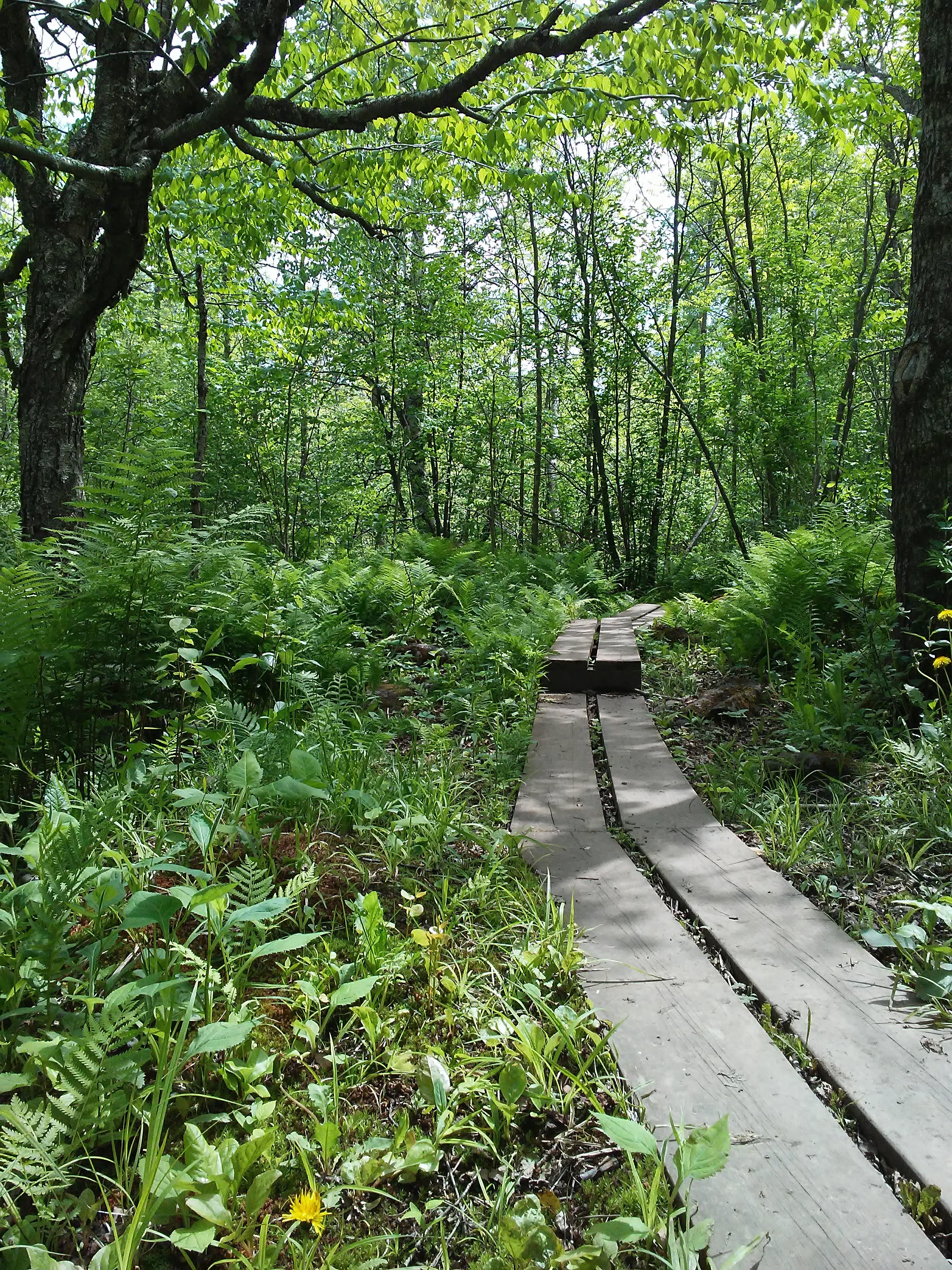 two wood boards make a path through the woods
