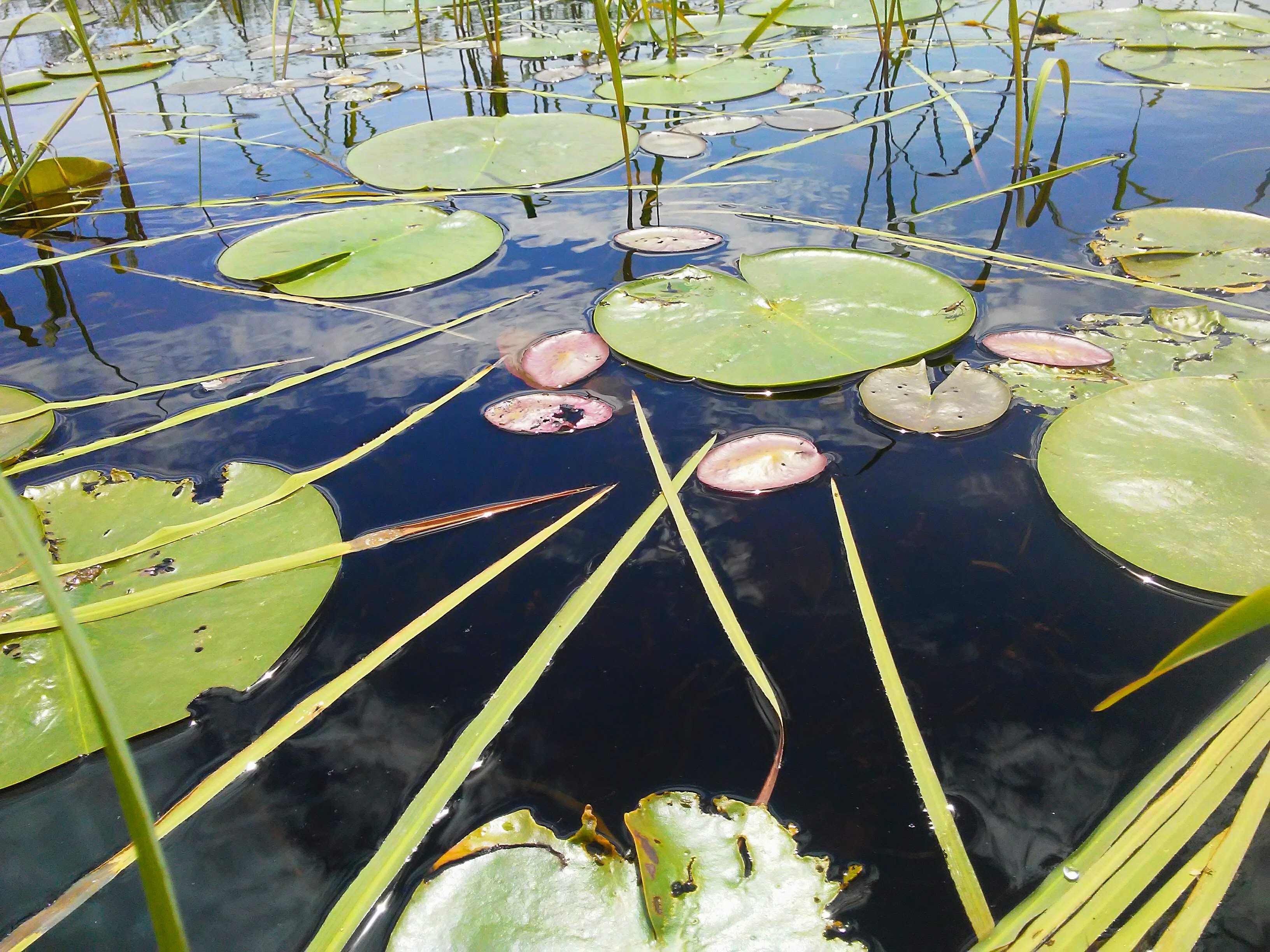 Lily pads