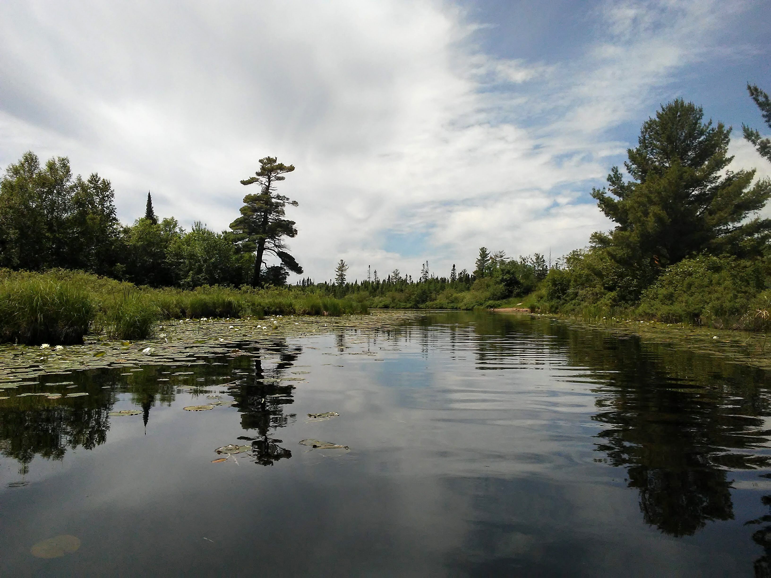 water, trees, lily pads