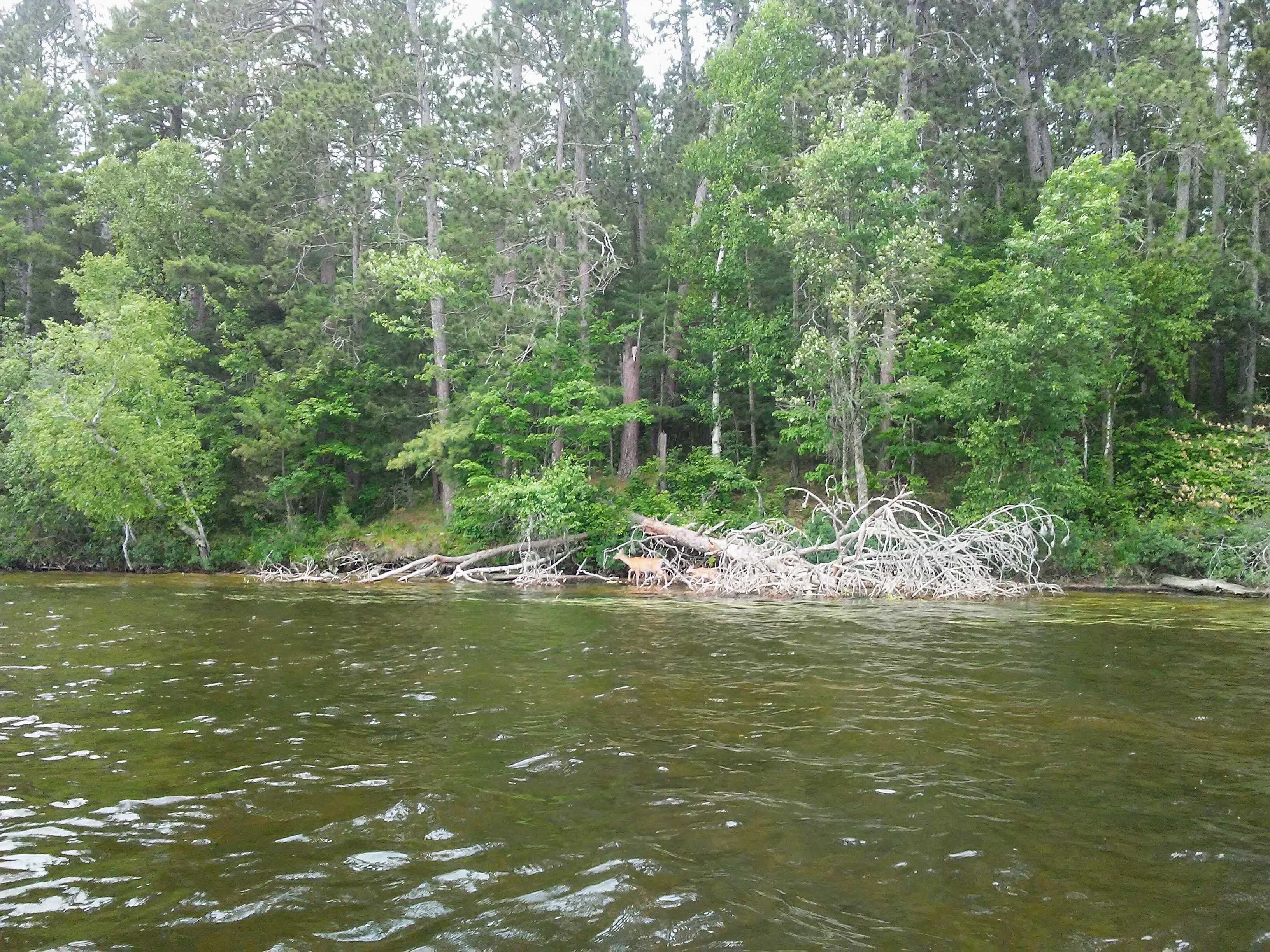 water, trees, two deer