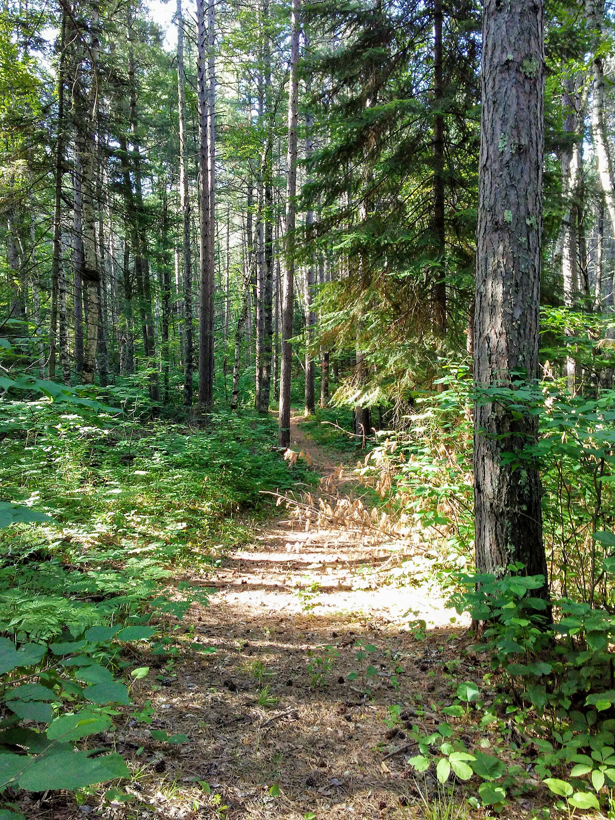 sunny path in the woods.