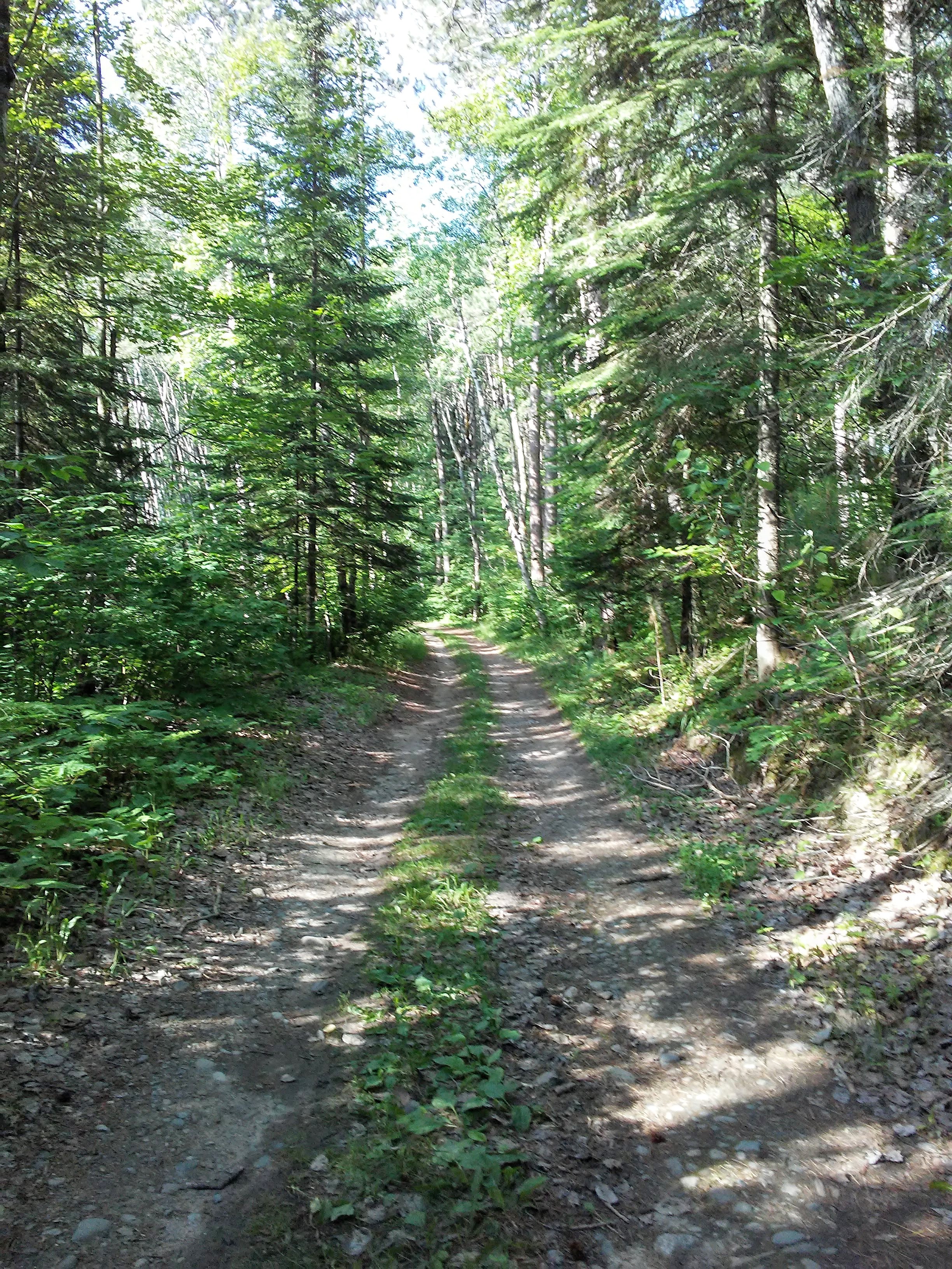 two ruts in the woods that make a road