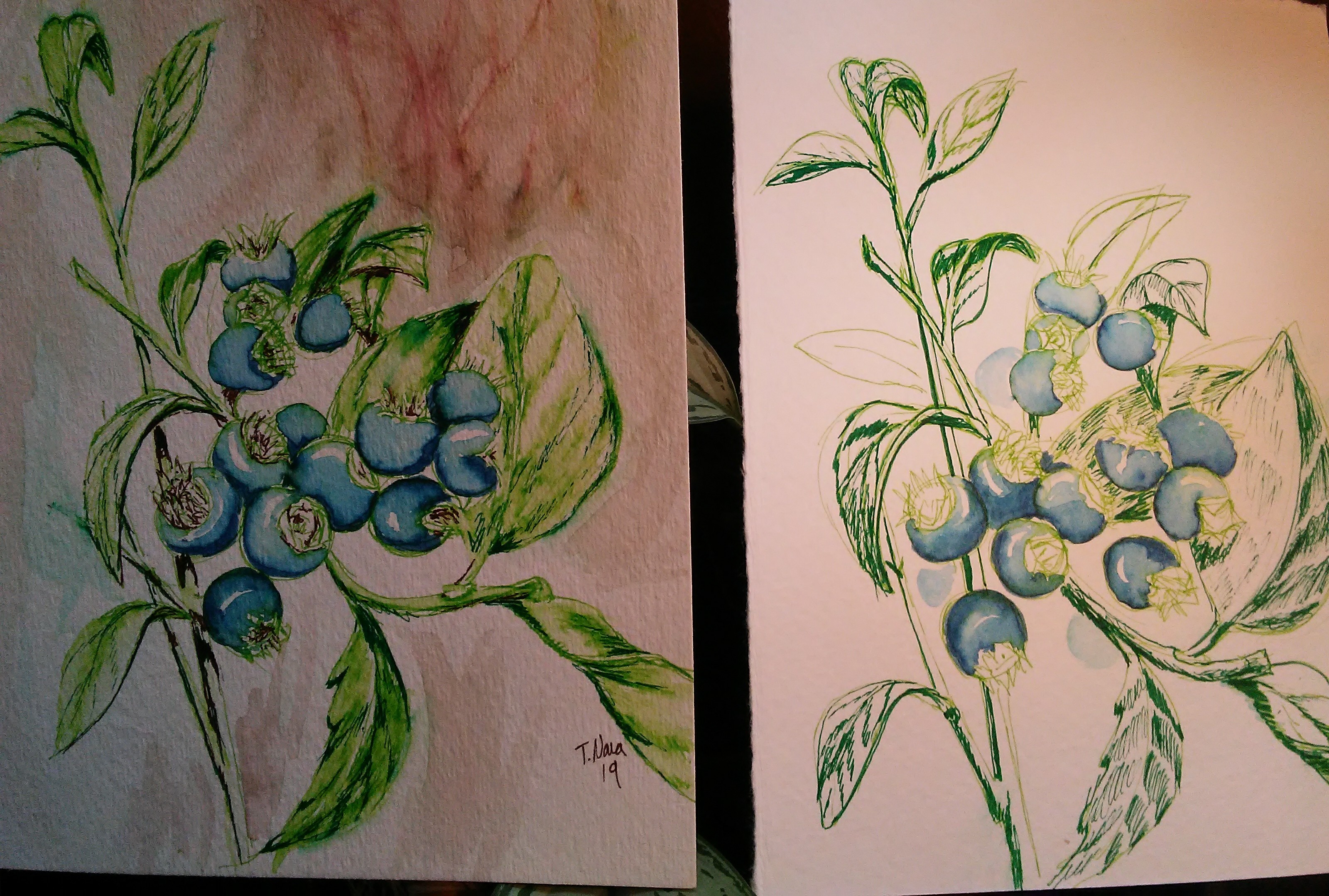 two watercolor sketches of blueberry plants.