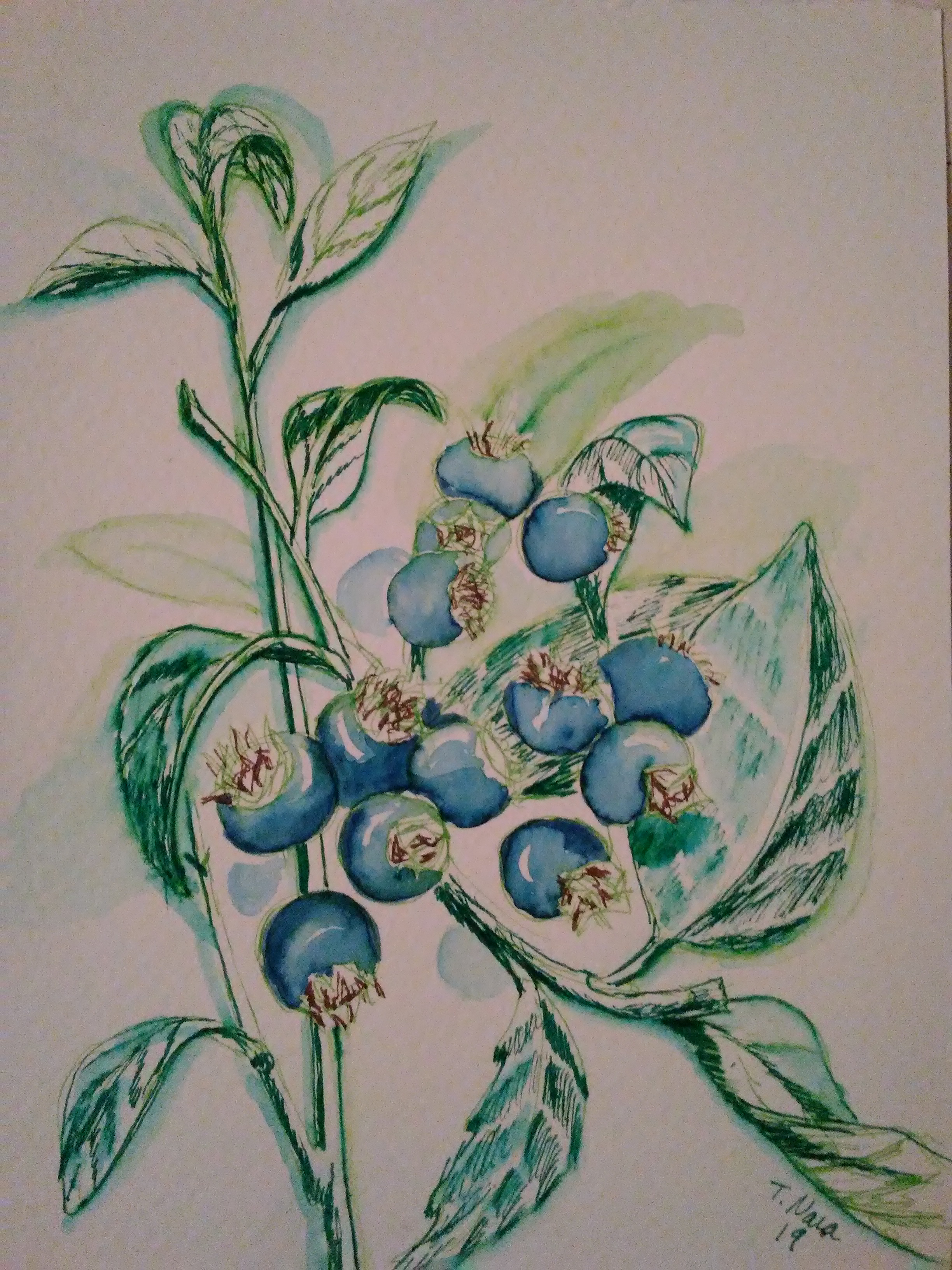 Drawing of blueberries