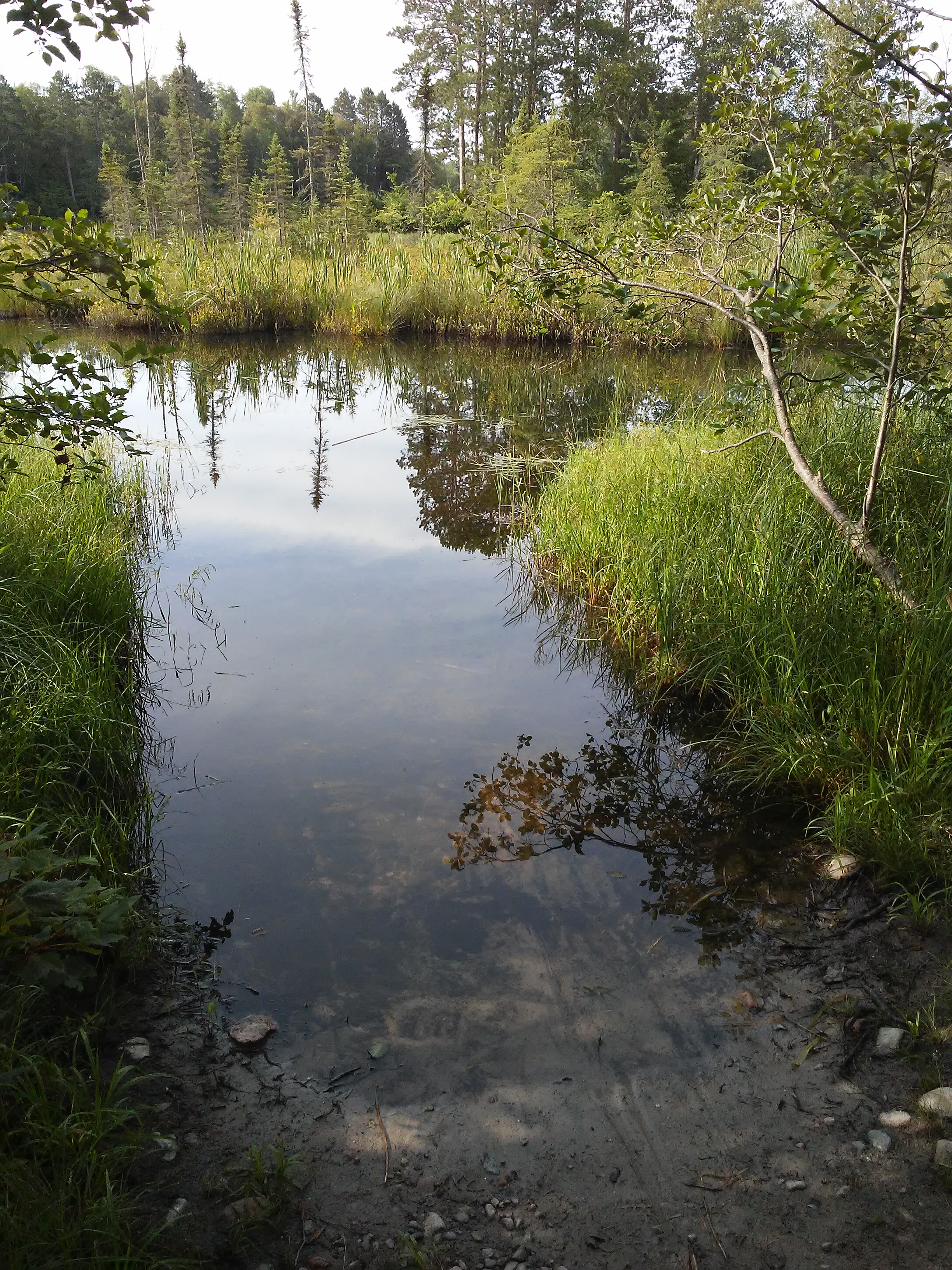 calm water and plants