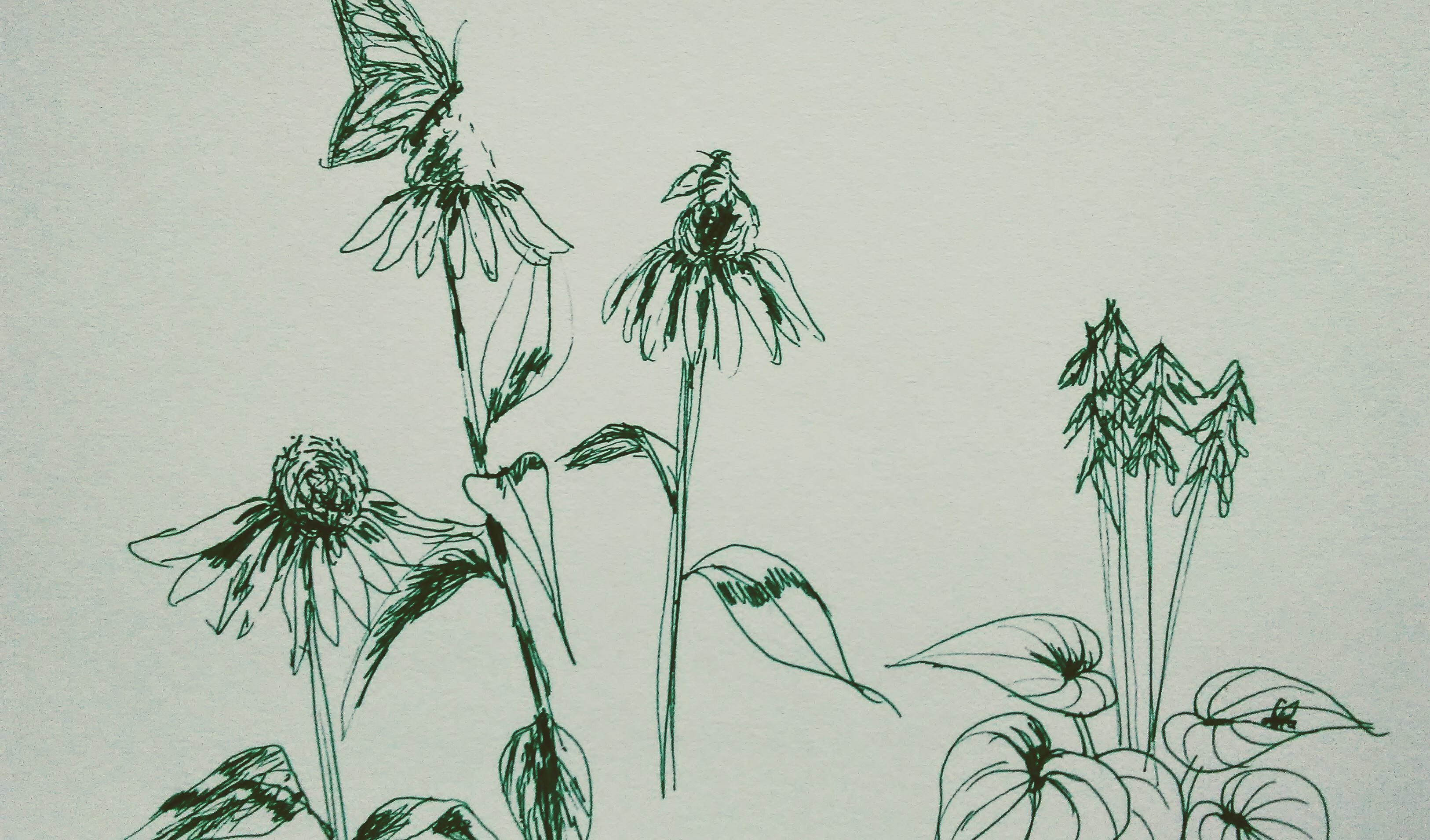 sketch of flowers, bee and butterfly