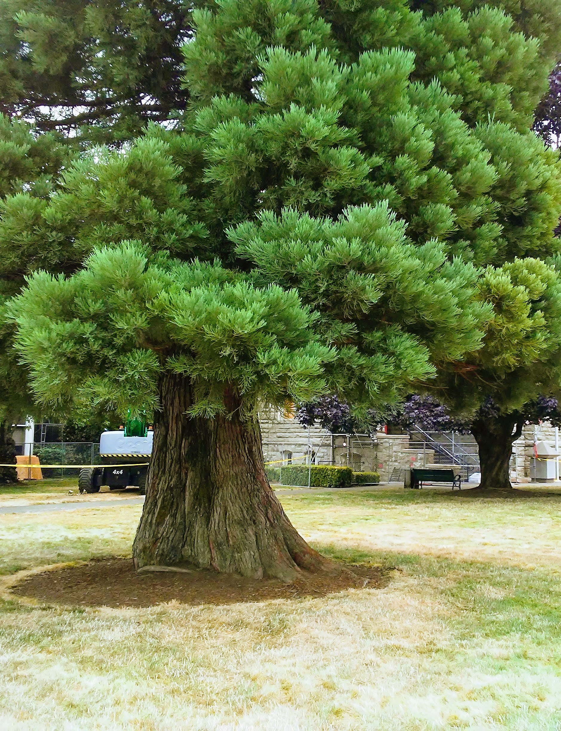 Base of a large evergreen tree
