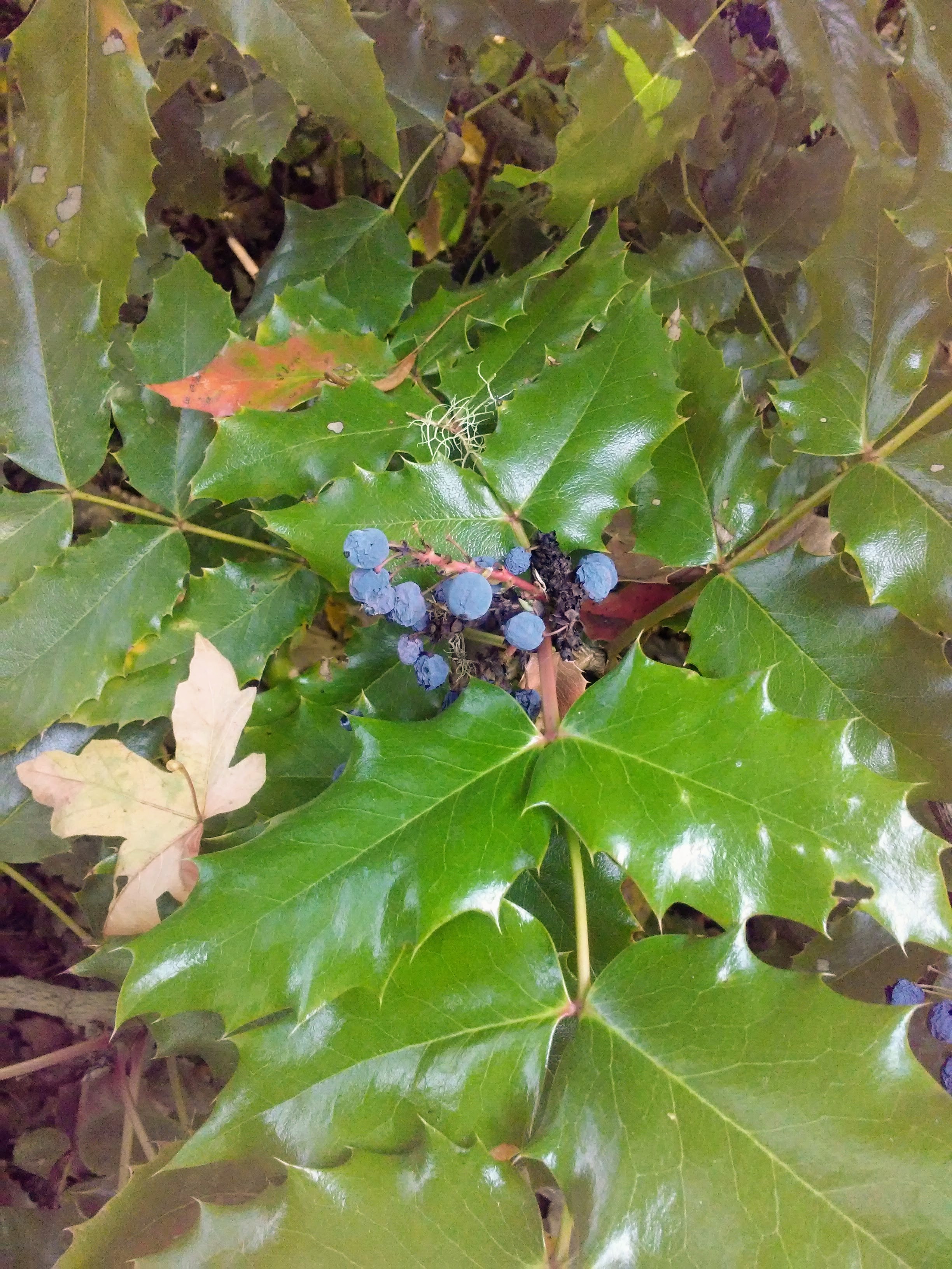 oregon grape plant