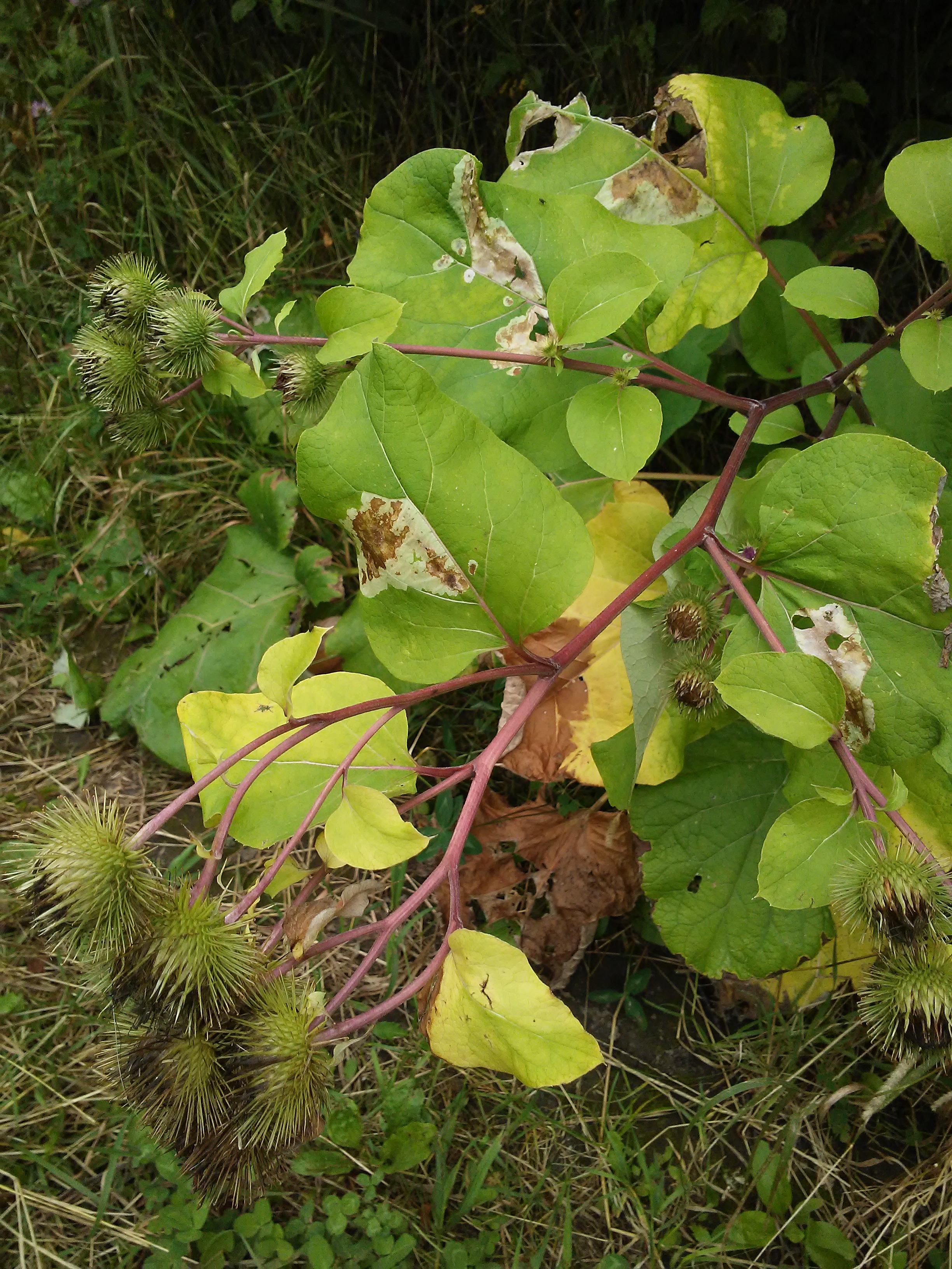 cockleburr plant