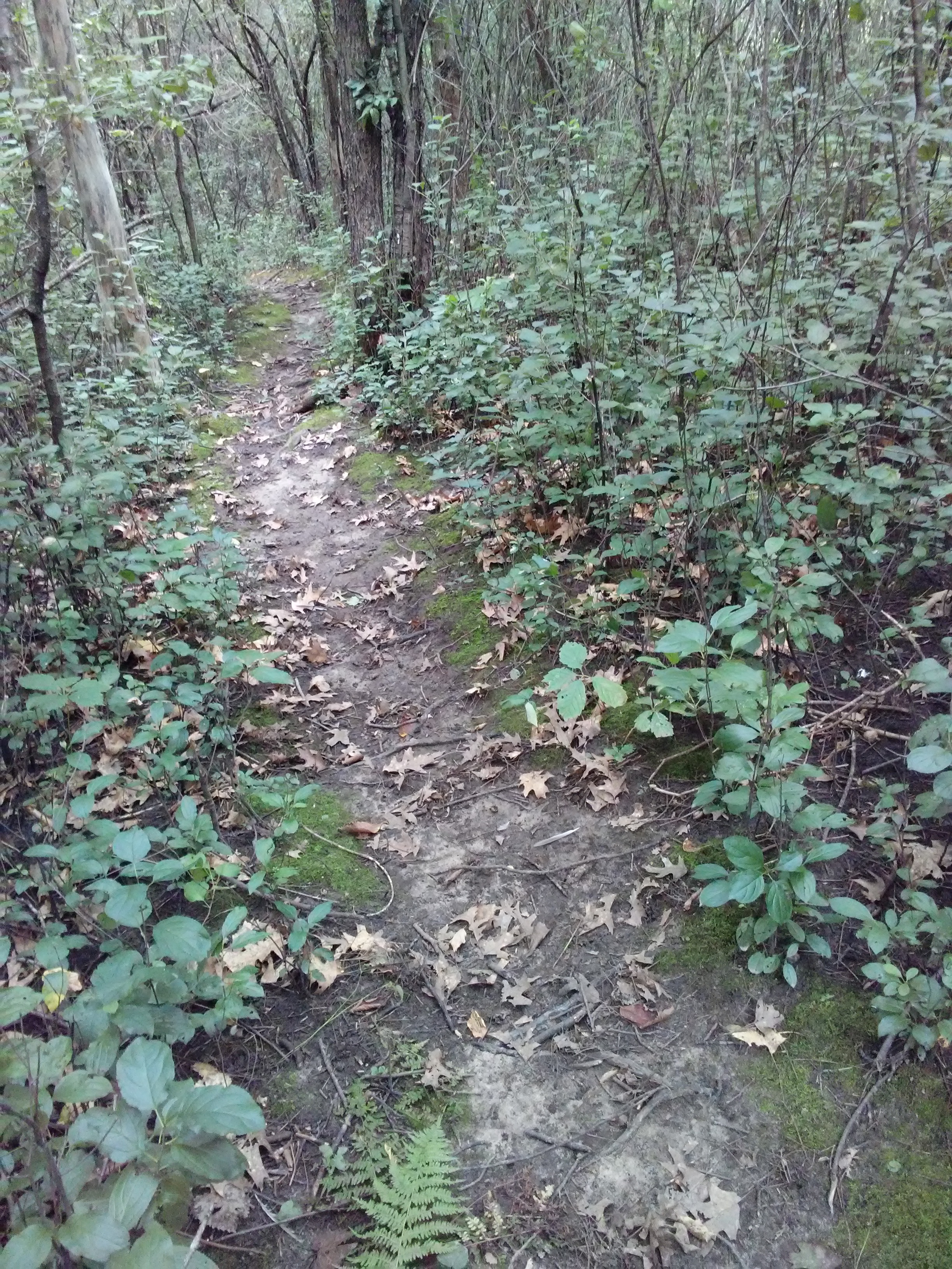 dirt path in the woods