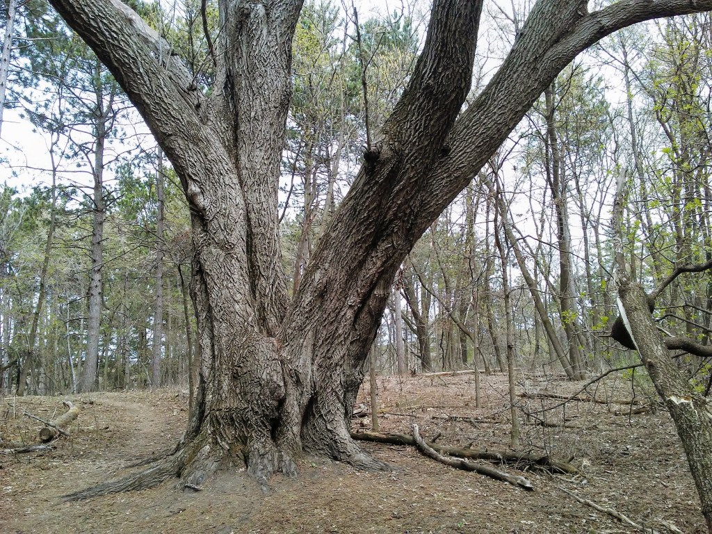 large tree