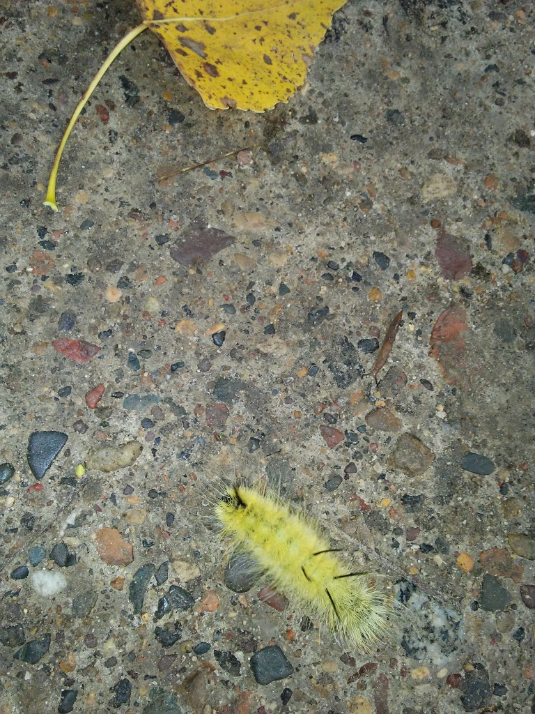 yellow catepillar and a leaf