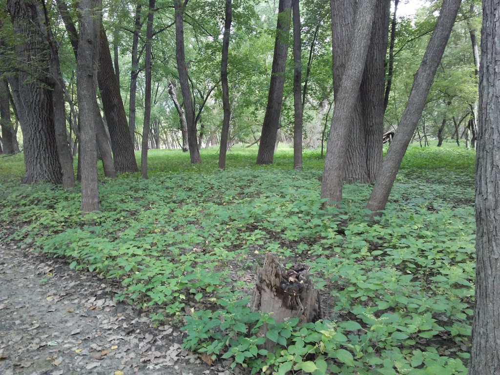 trees in a flat green area