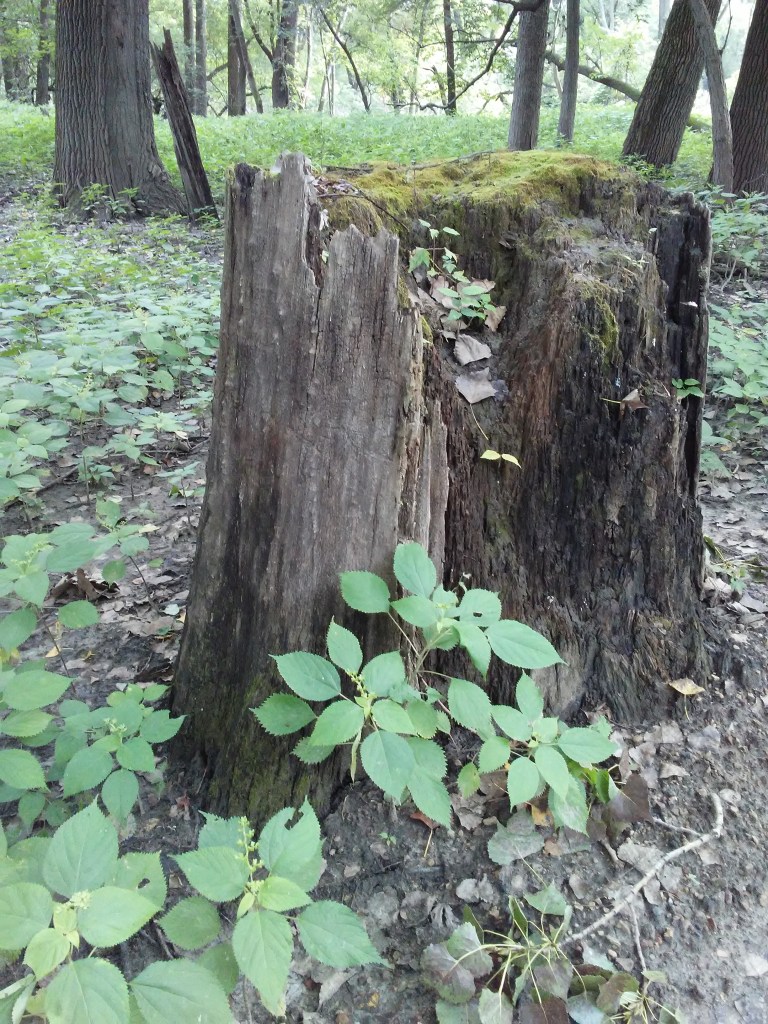 tree stump