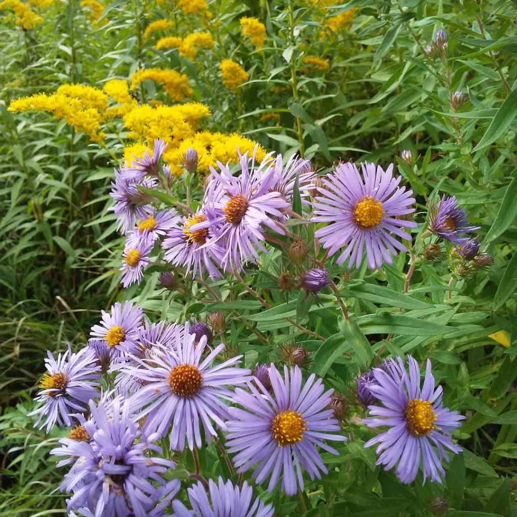 aster and goldenrod flowers