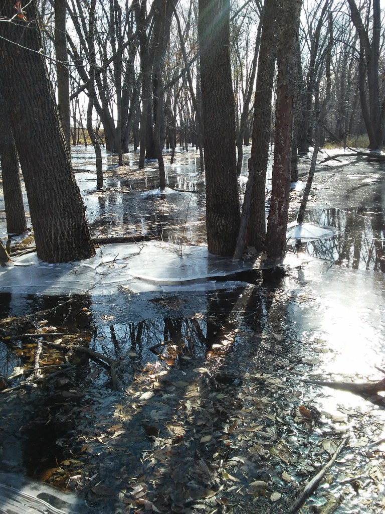 ice sheets sticking to the base of trees after a flood.