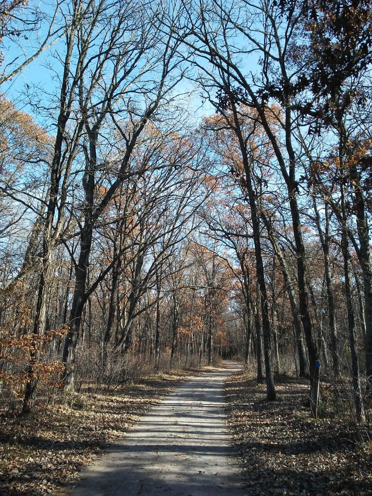 dirt road in forest