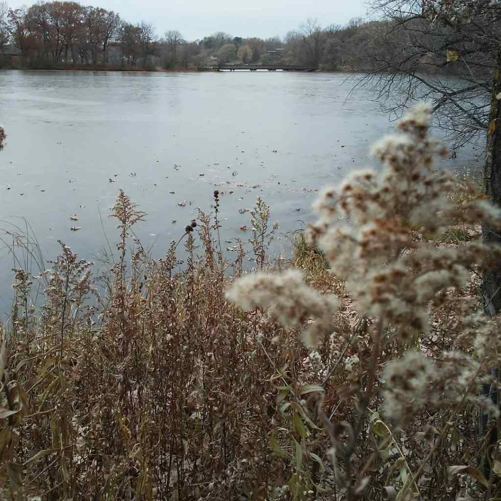 ice and weeds and a lake