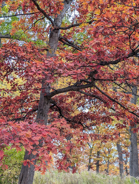 oak tree, red leaves