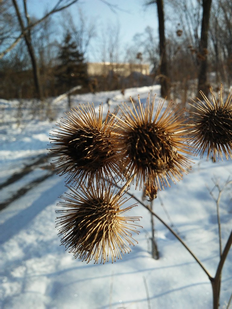cockleburr plant in winter