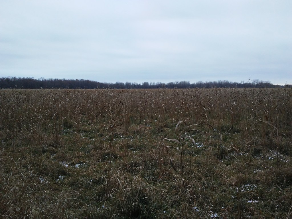 wetland in early winter. flat open field.
