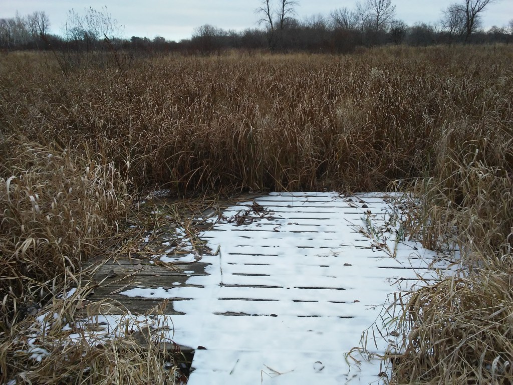 snow on a wood deck in a wetland