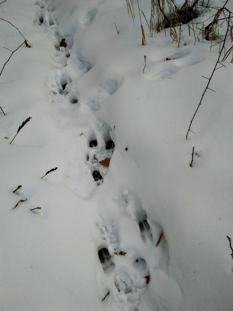 deer tracks in the snow