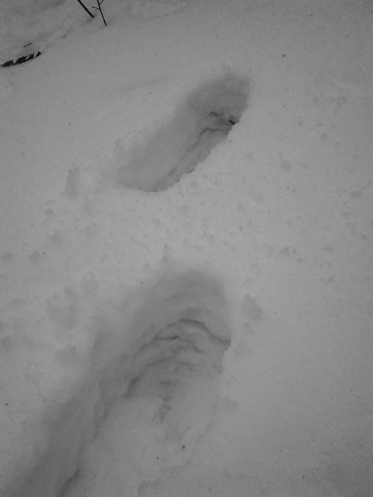 footprints in deep snow