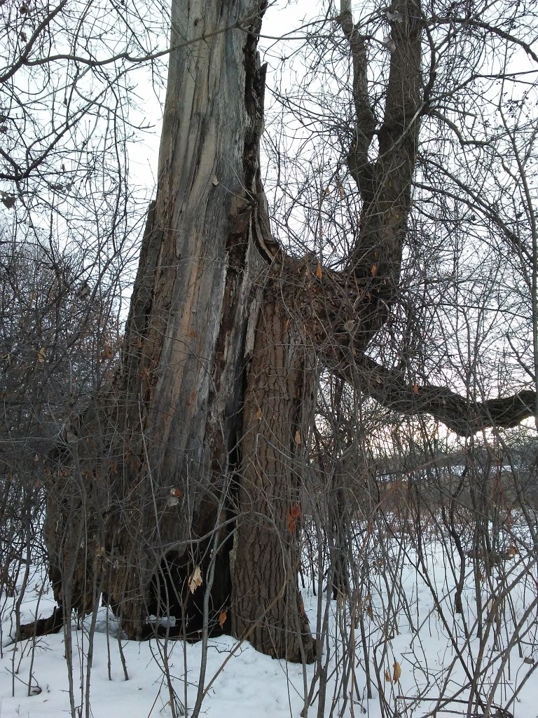 a very old, very large tree, mostly dead. winter.